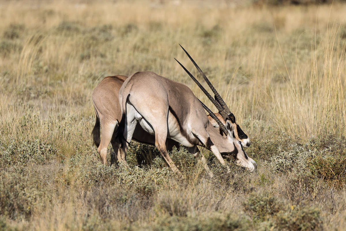 Oryx