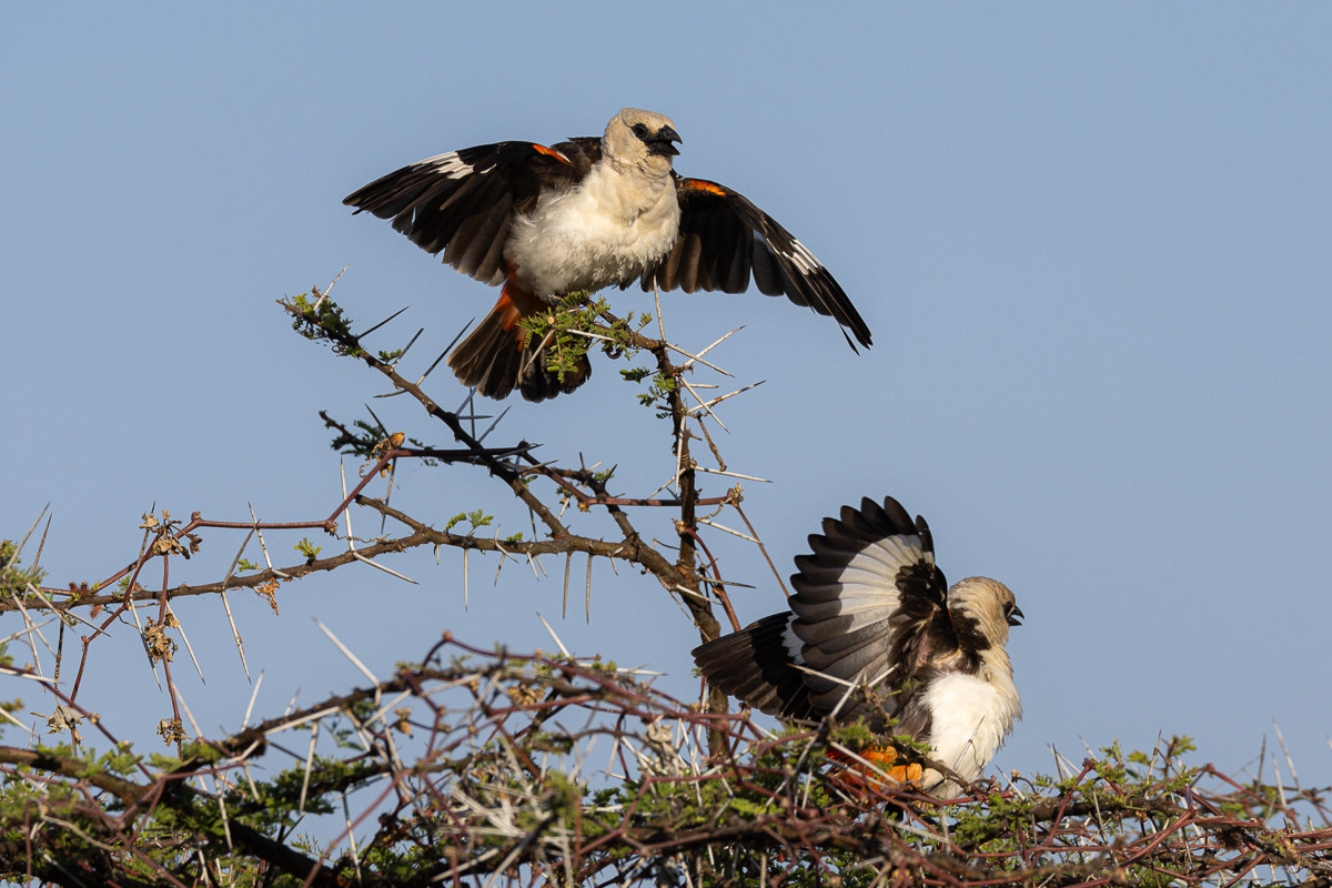 Alecto à tête blanche