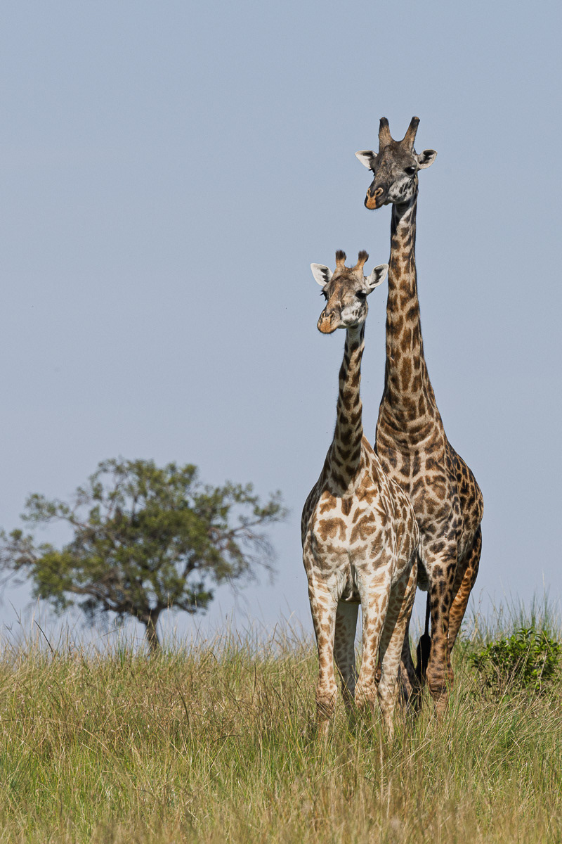 Girafe Masaï
