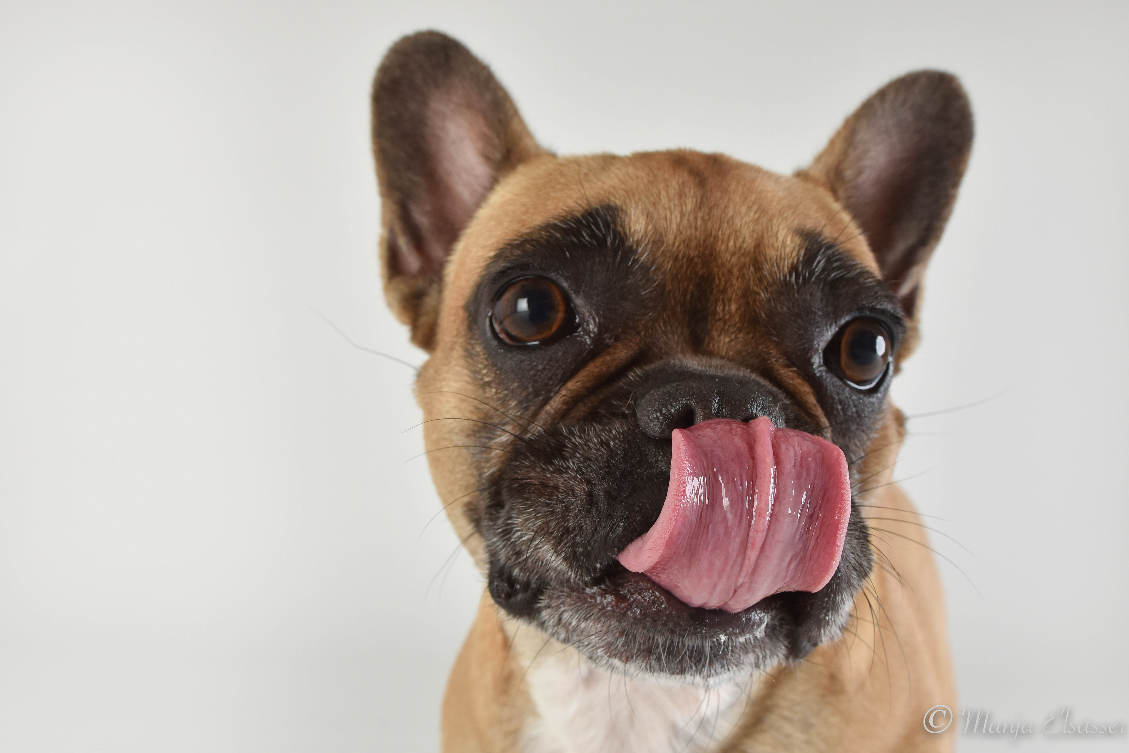 Französische Bulldogge