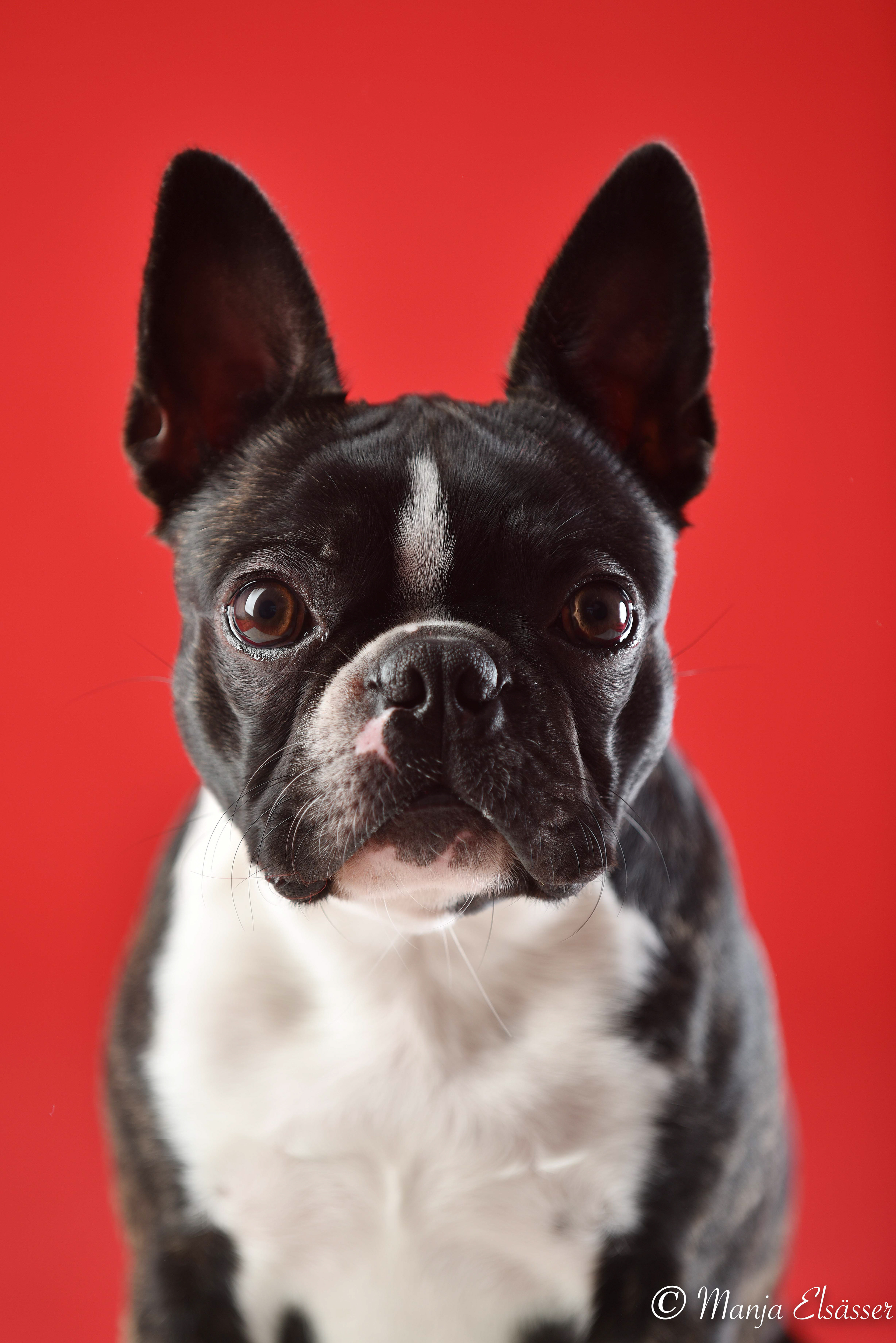 Boston Terrier