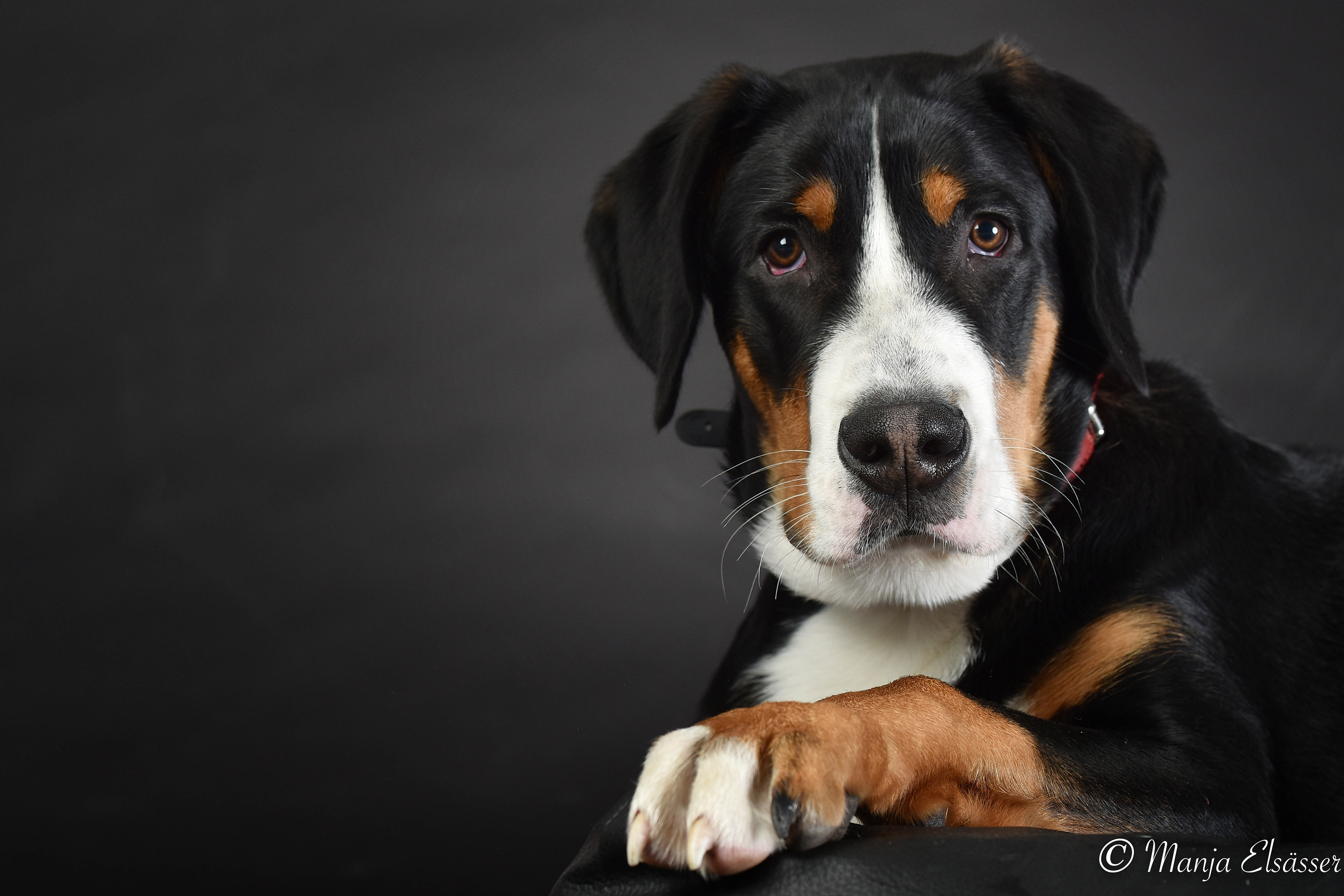 Großer Schweizer Sennenhund