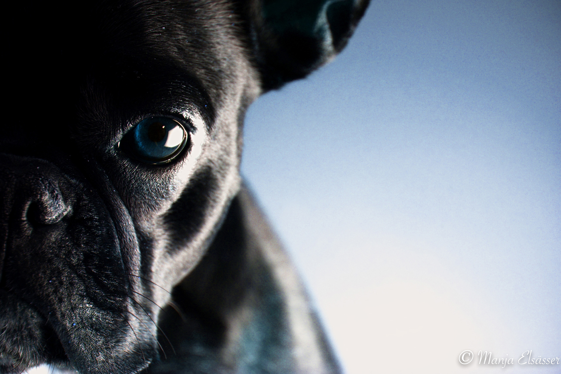 Französische Bulldogge