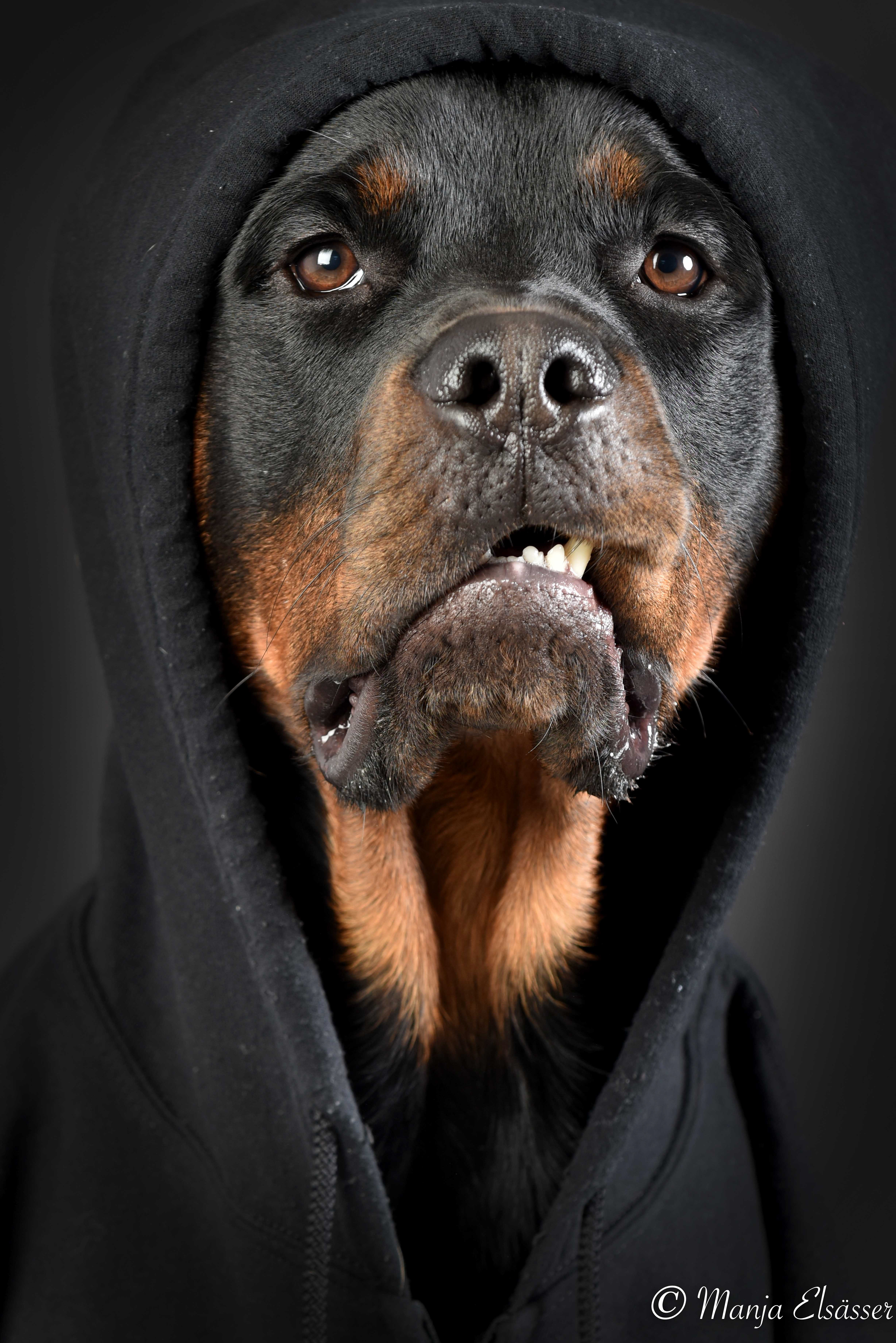 Rottweiler