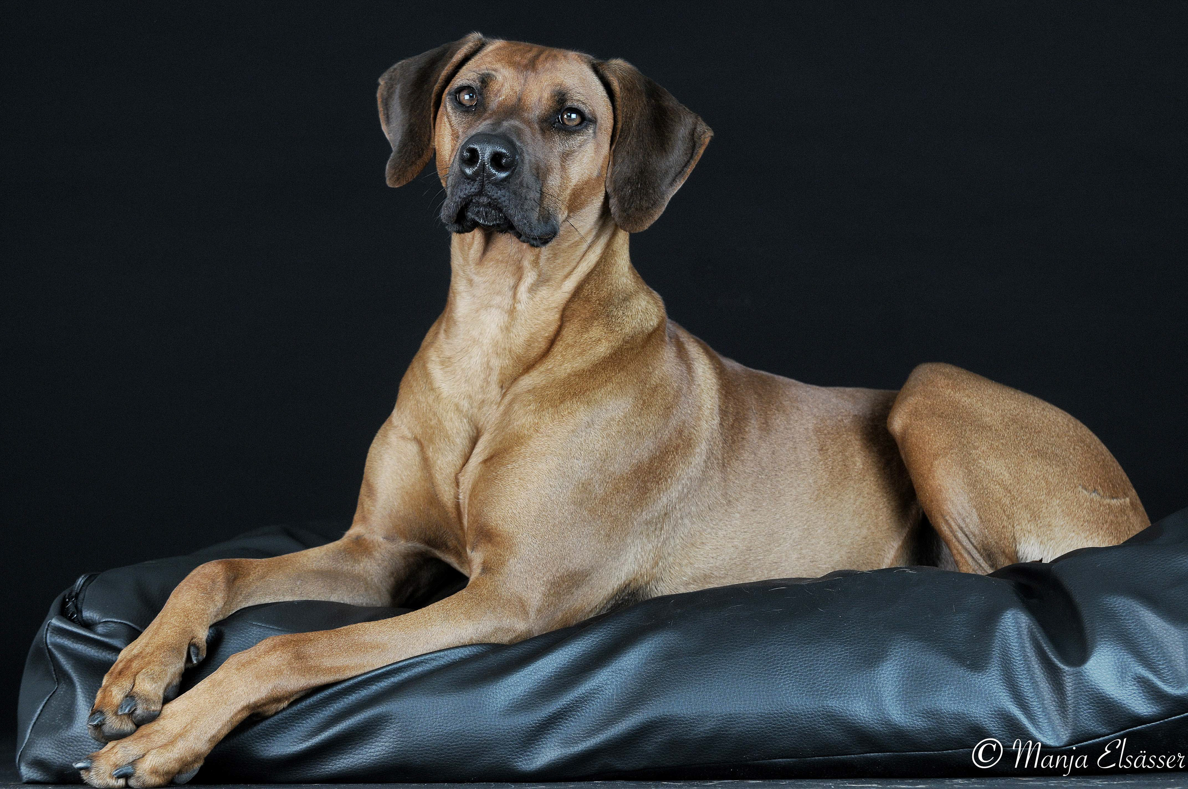 Rhodesian Ridgeback