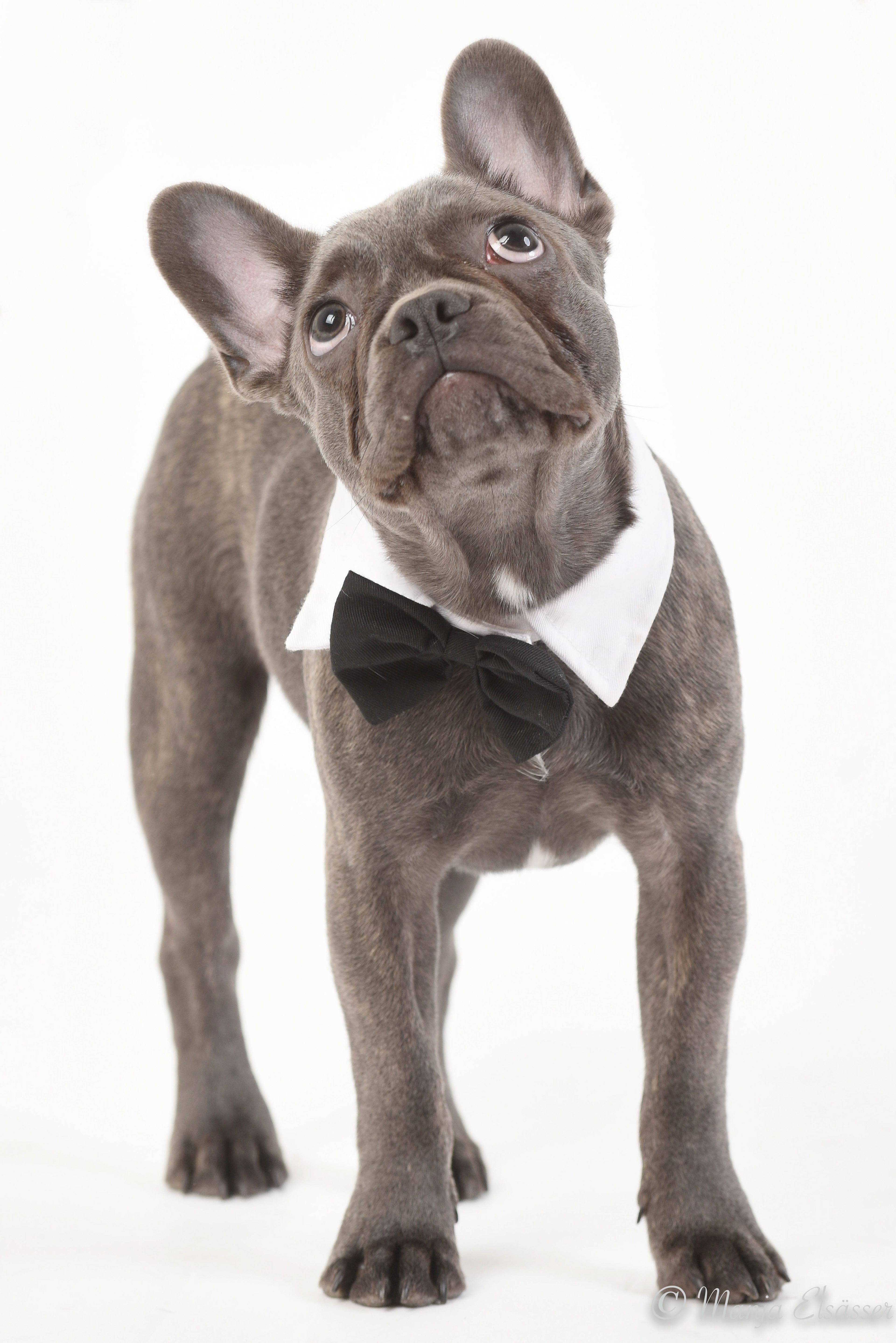 Französische Bulldogge