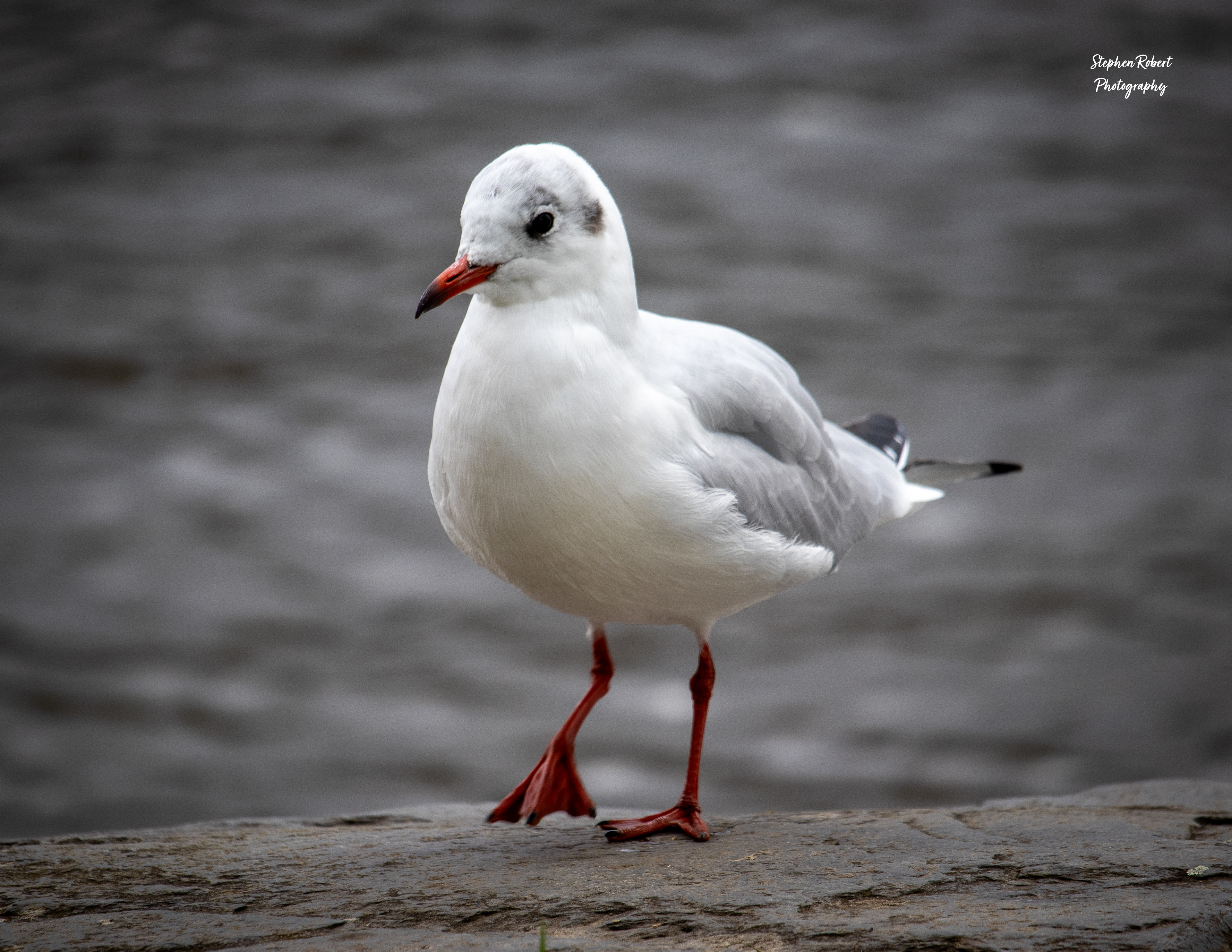 Black Headed Gull