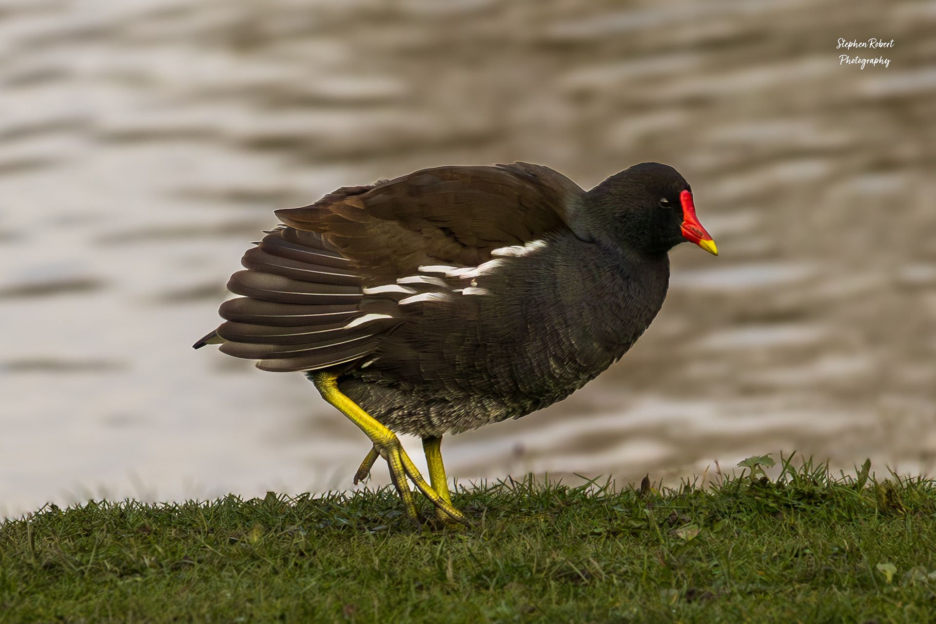 Moorhen
