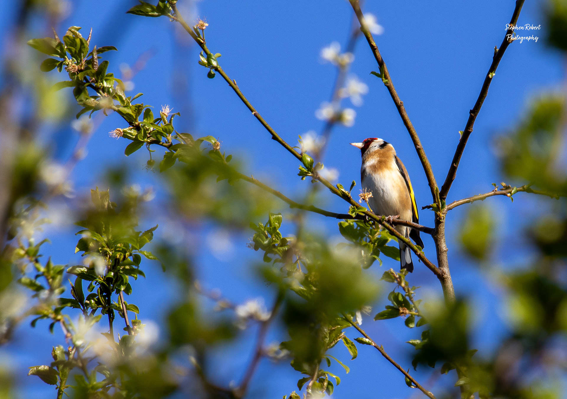 Goldfinch