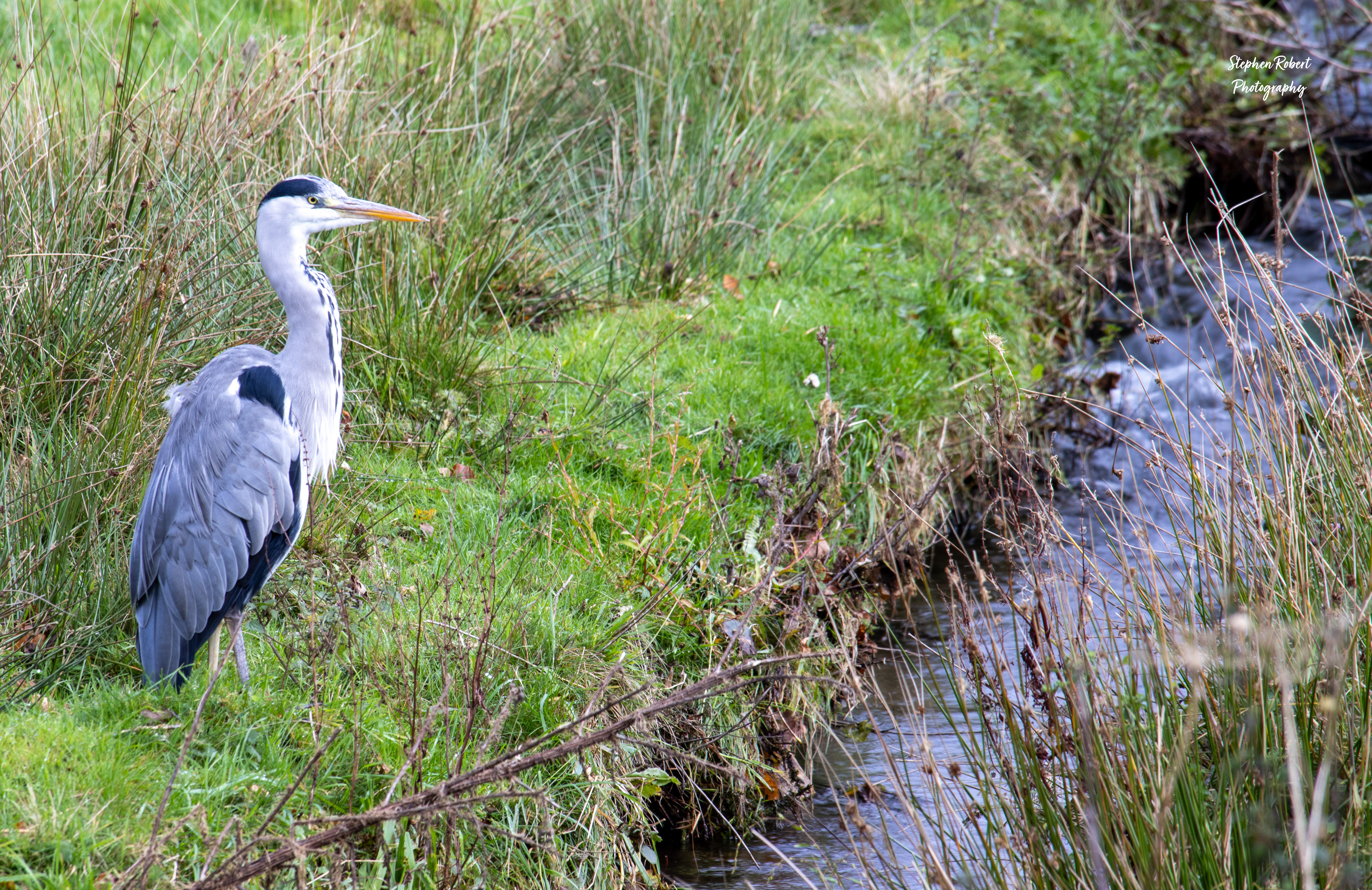 Grey Heron