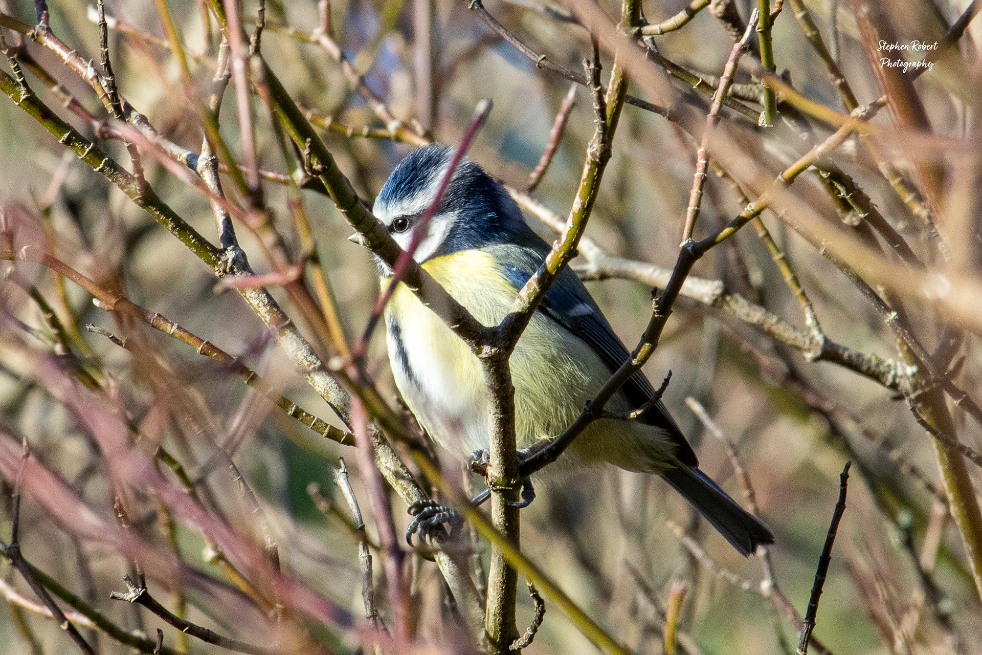 Blue Tit
