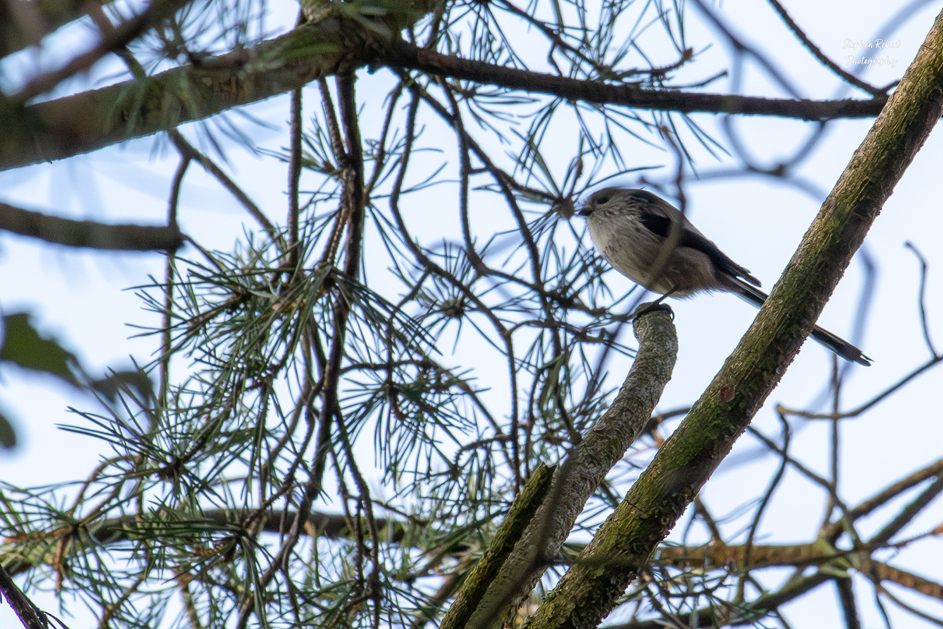 Long-tailed tit