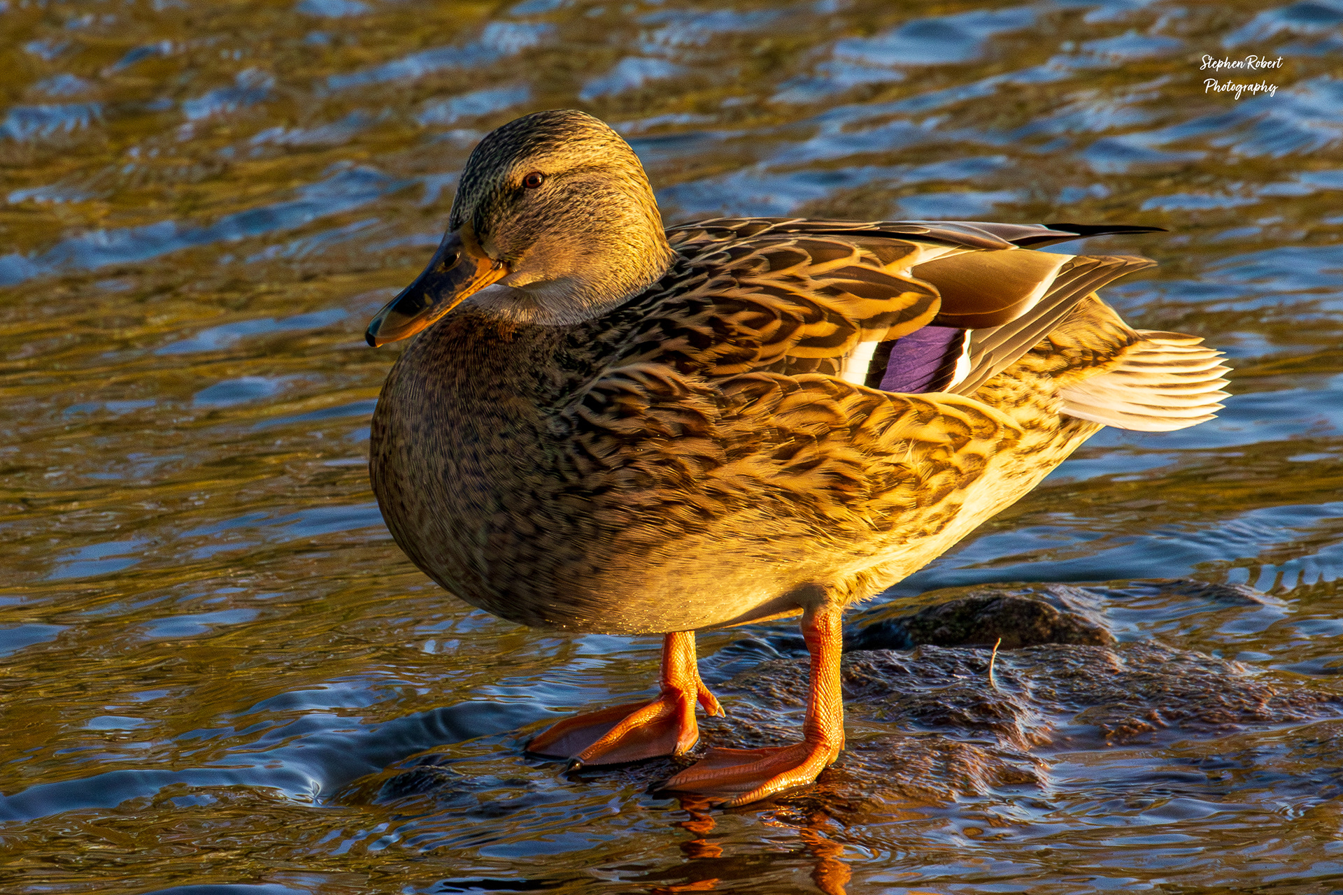 Mallard Duck