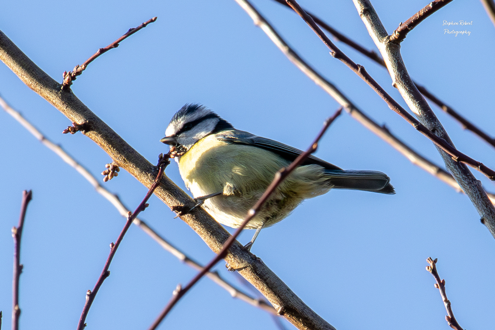 Blue Tit