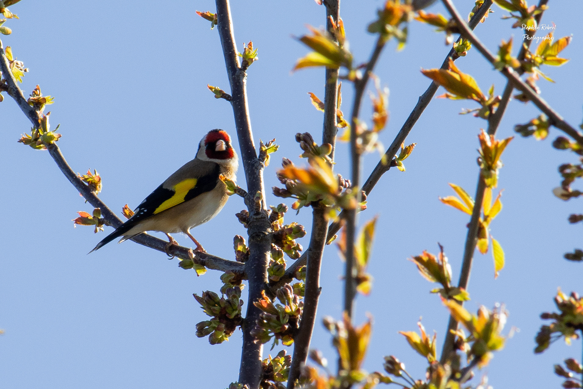 Goldfinch