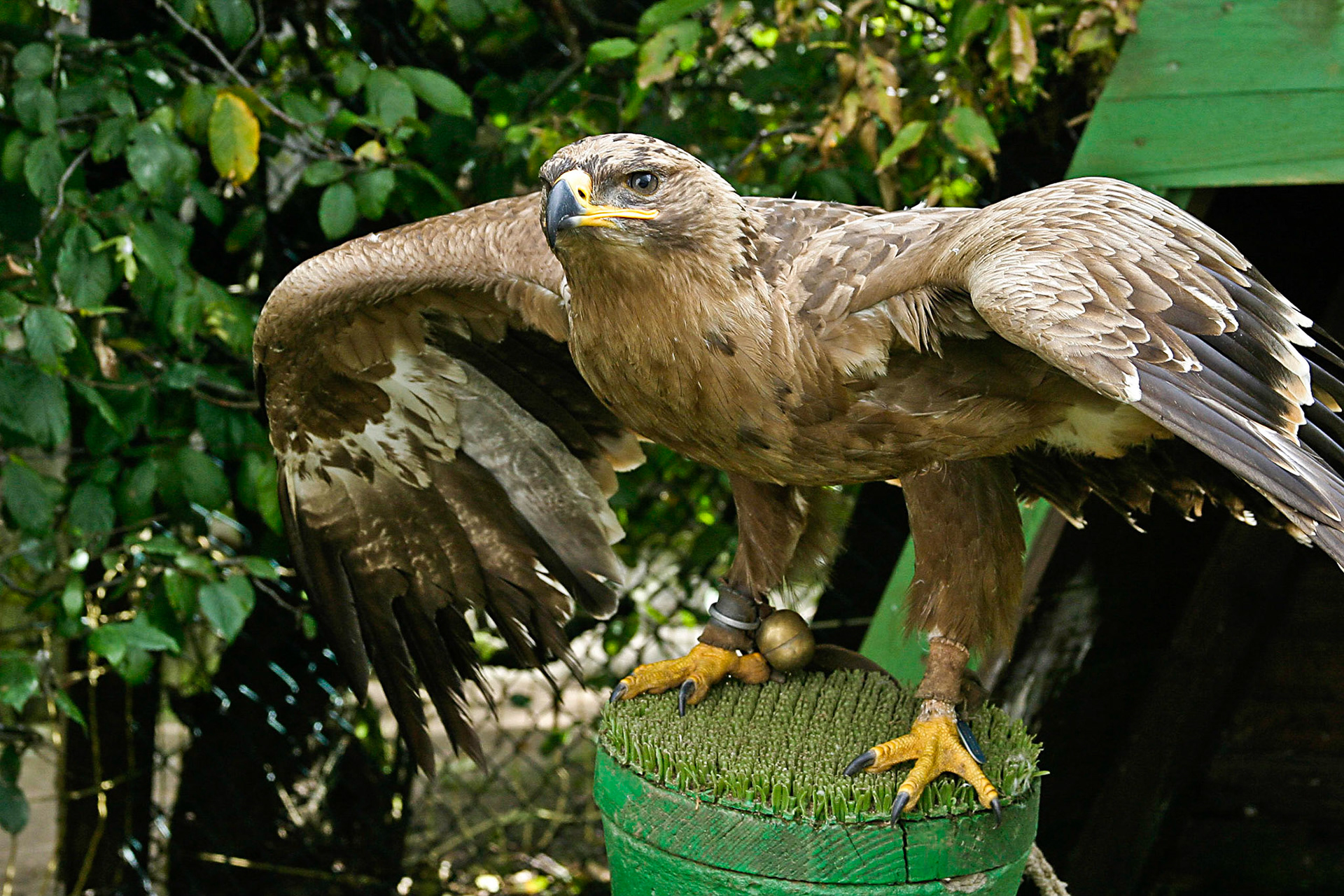 Adlerwarte auf dem Großen Feldberg im Taunus