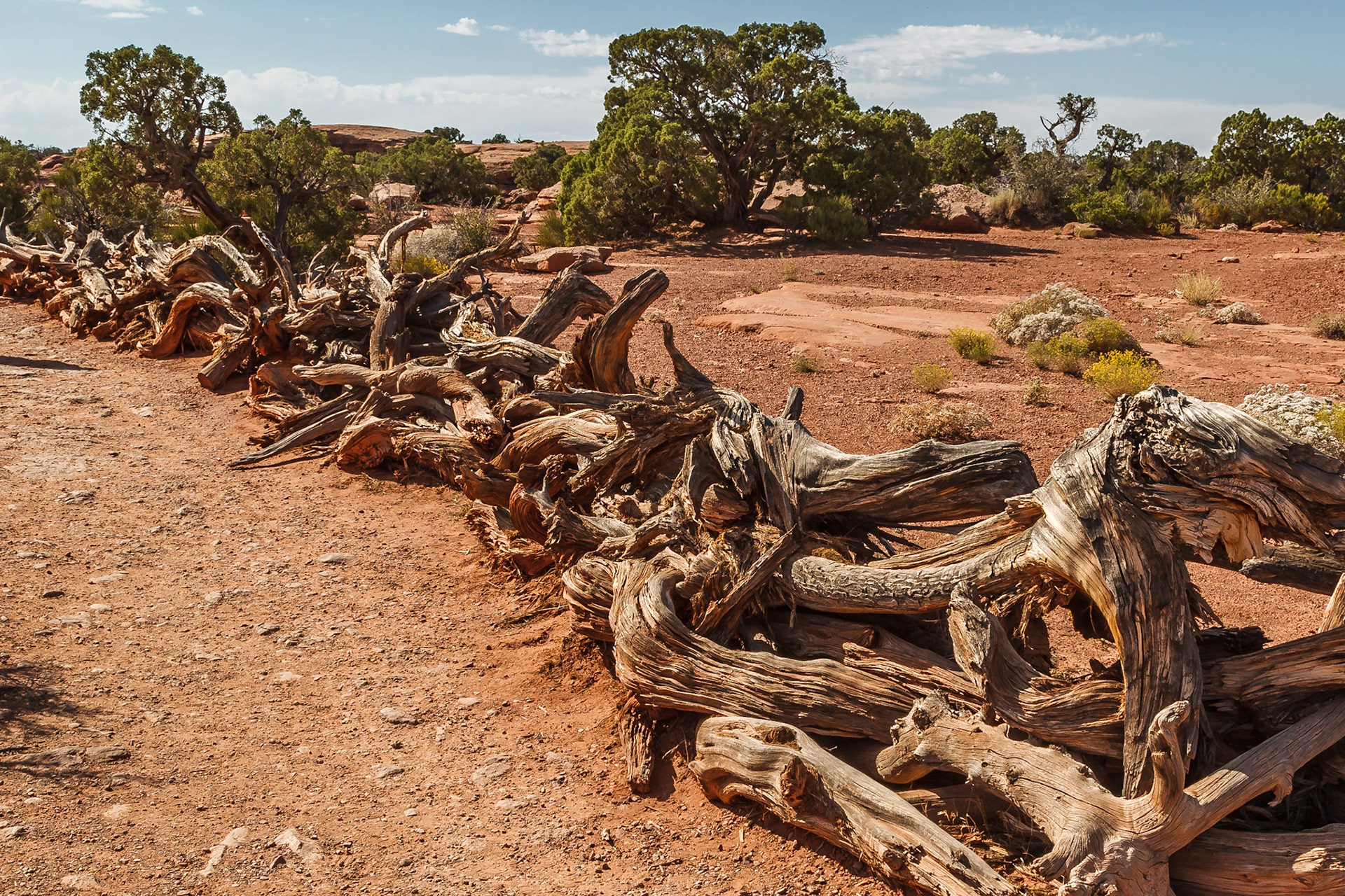 Ein Naturzaun in Western Art