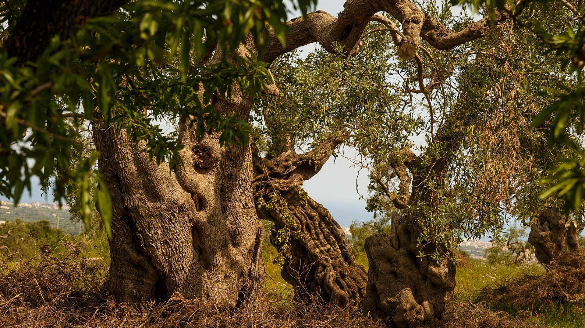Gefunden bei Monopoli, Puglia, Italia.