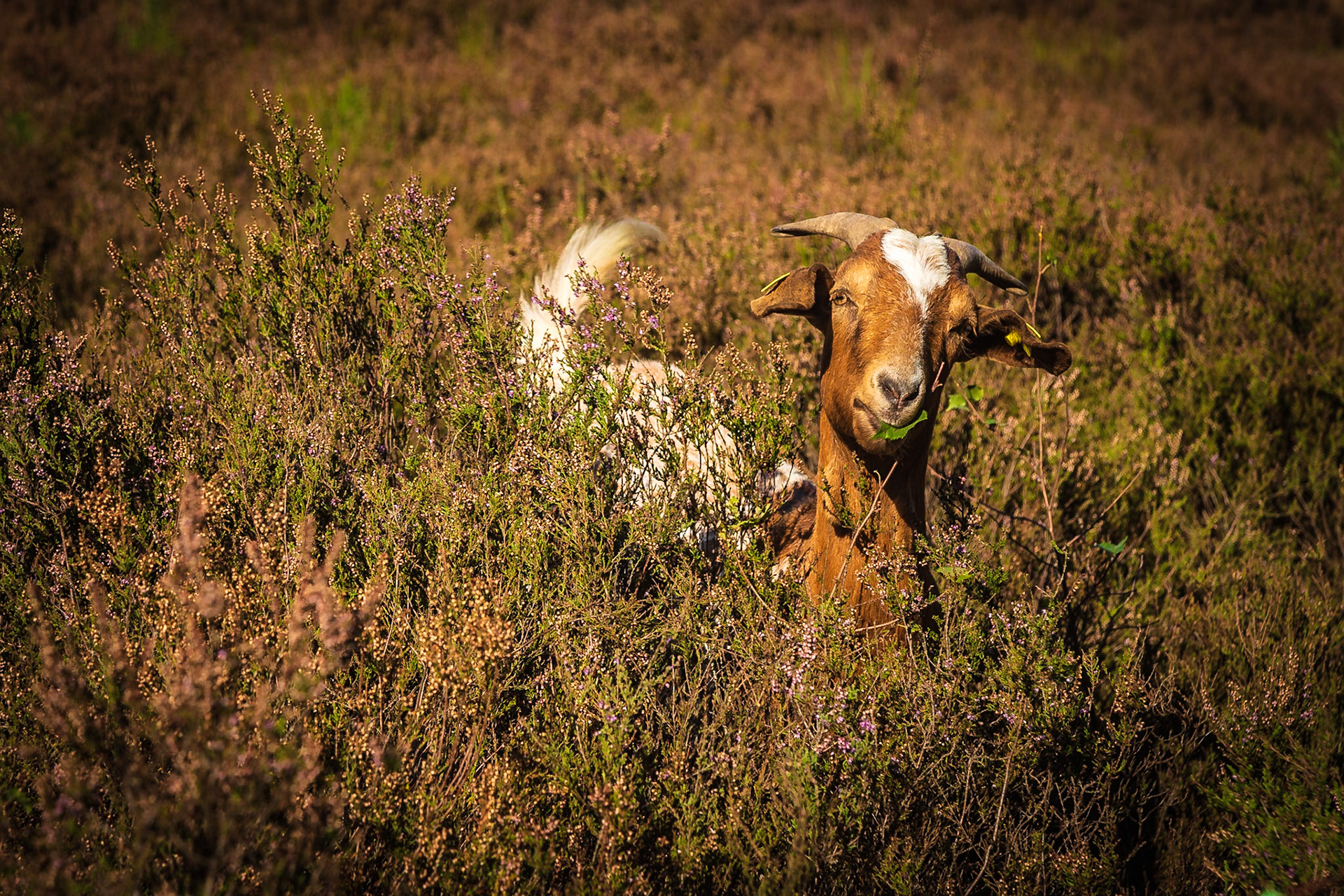 Glückliche Ziegen in der Mehlinger Heide
