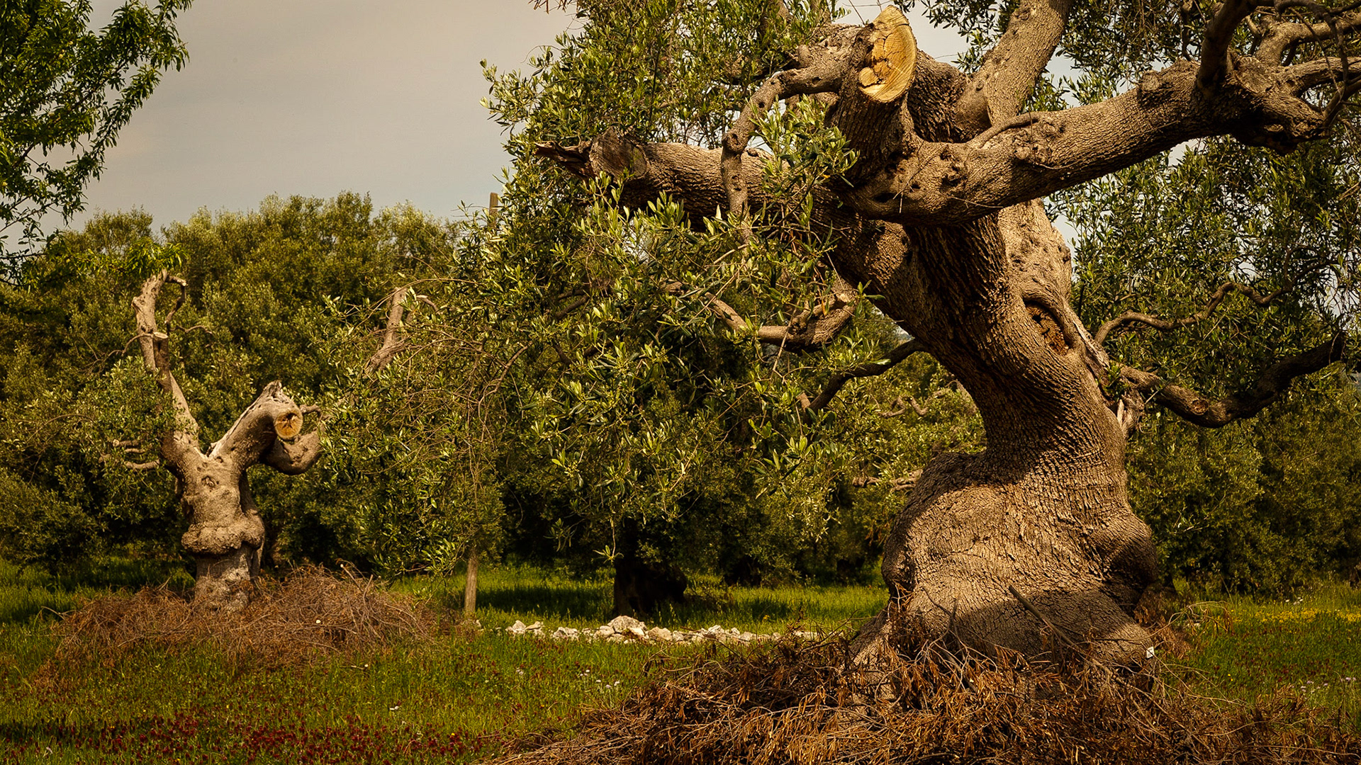 Gefunden bei Monopoli, Puglia, Italia.
