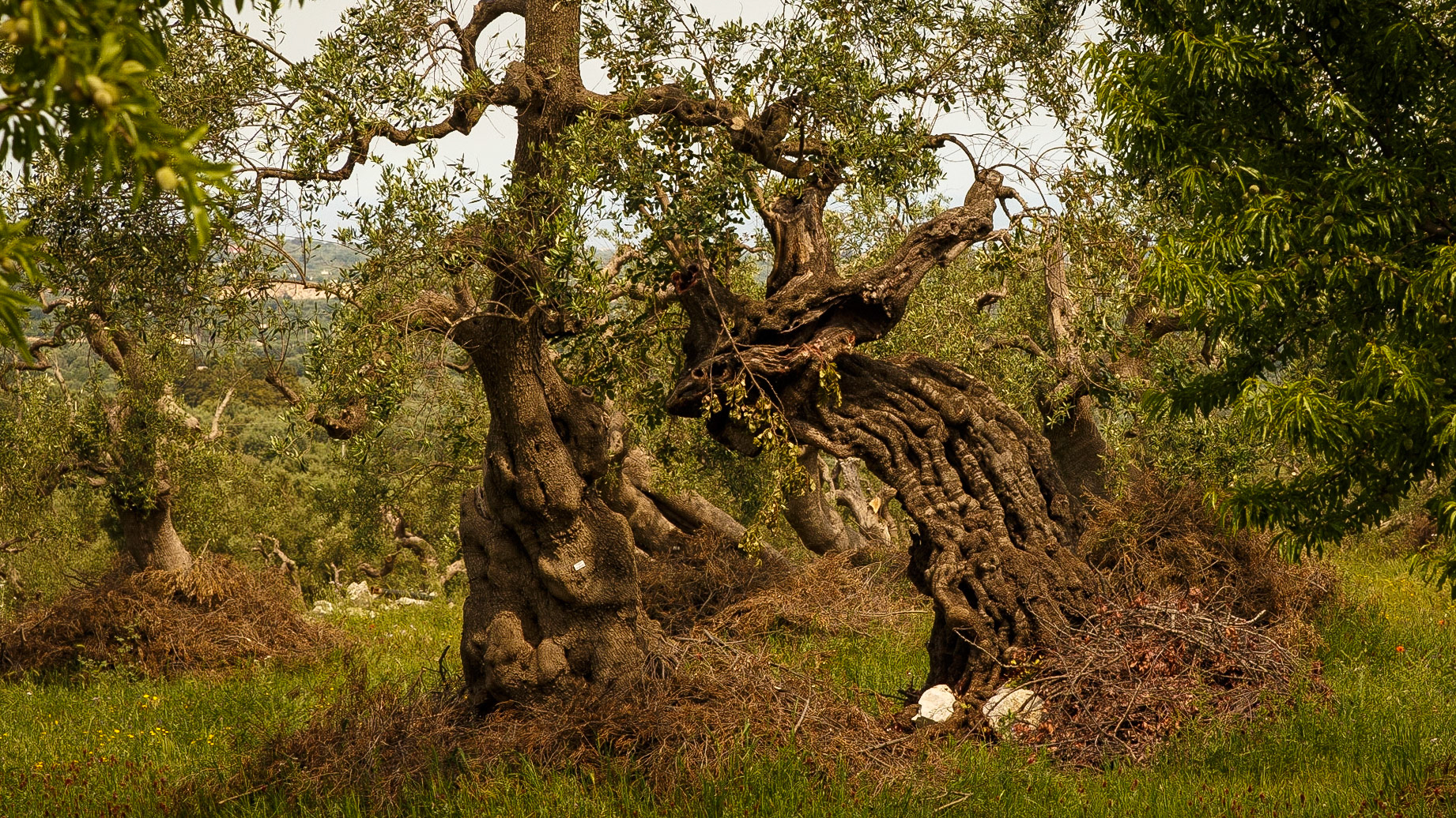 Gefunden bei Monopoli, Puglia, Italia.
