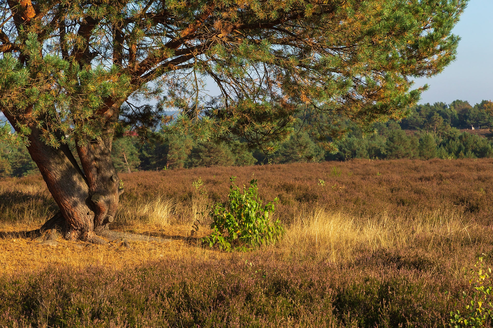 Mehlinger Heide