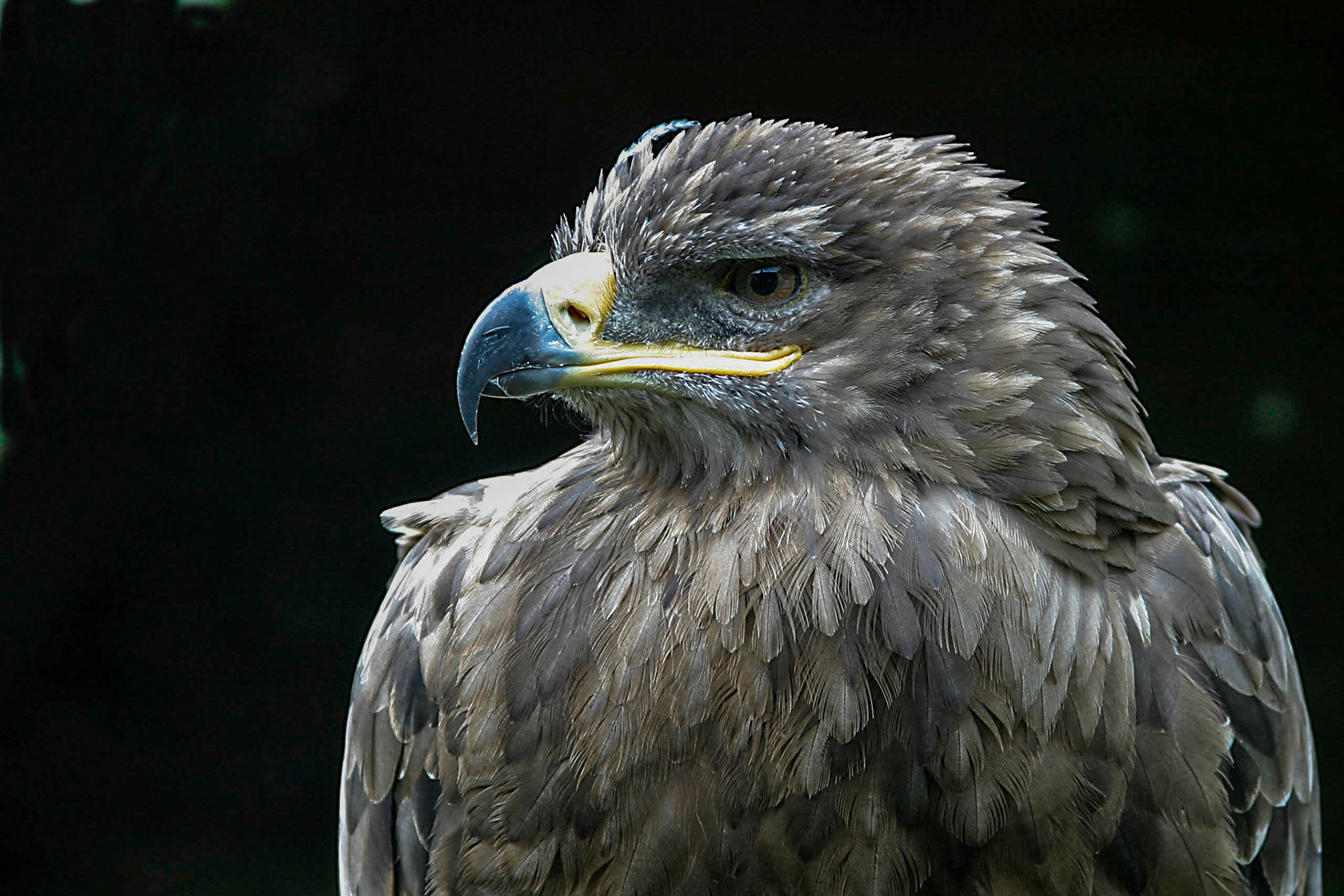 Adlerwarte auf dem Großen Feldberg im Taunus