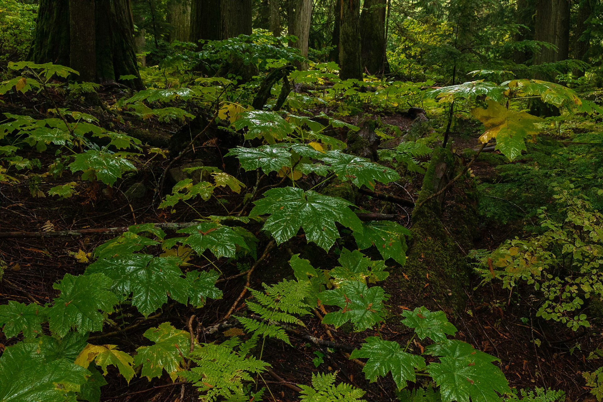 Mount Revelstoke National Park