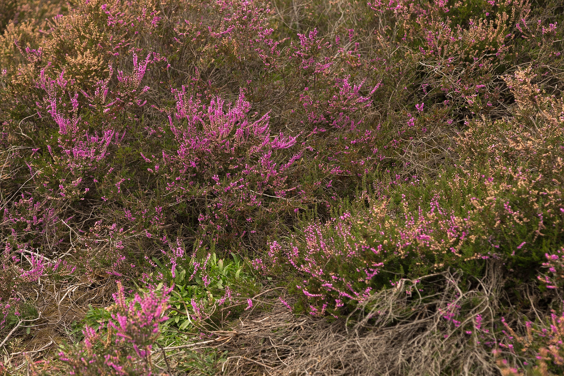 Mehlinger Heide