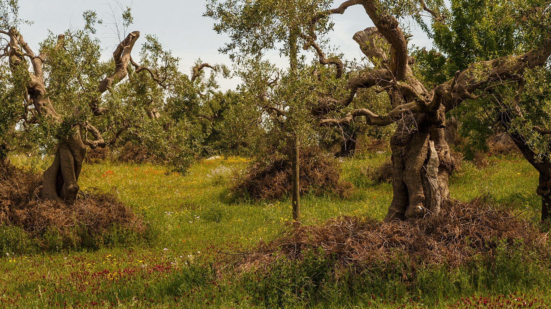 Gefunden bei Monopoli, Puglia, Italia.