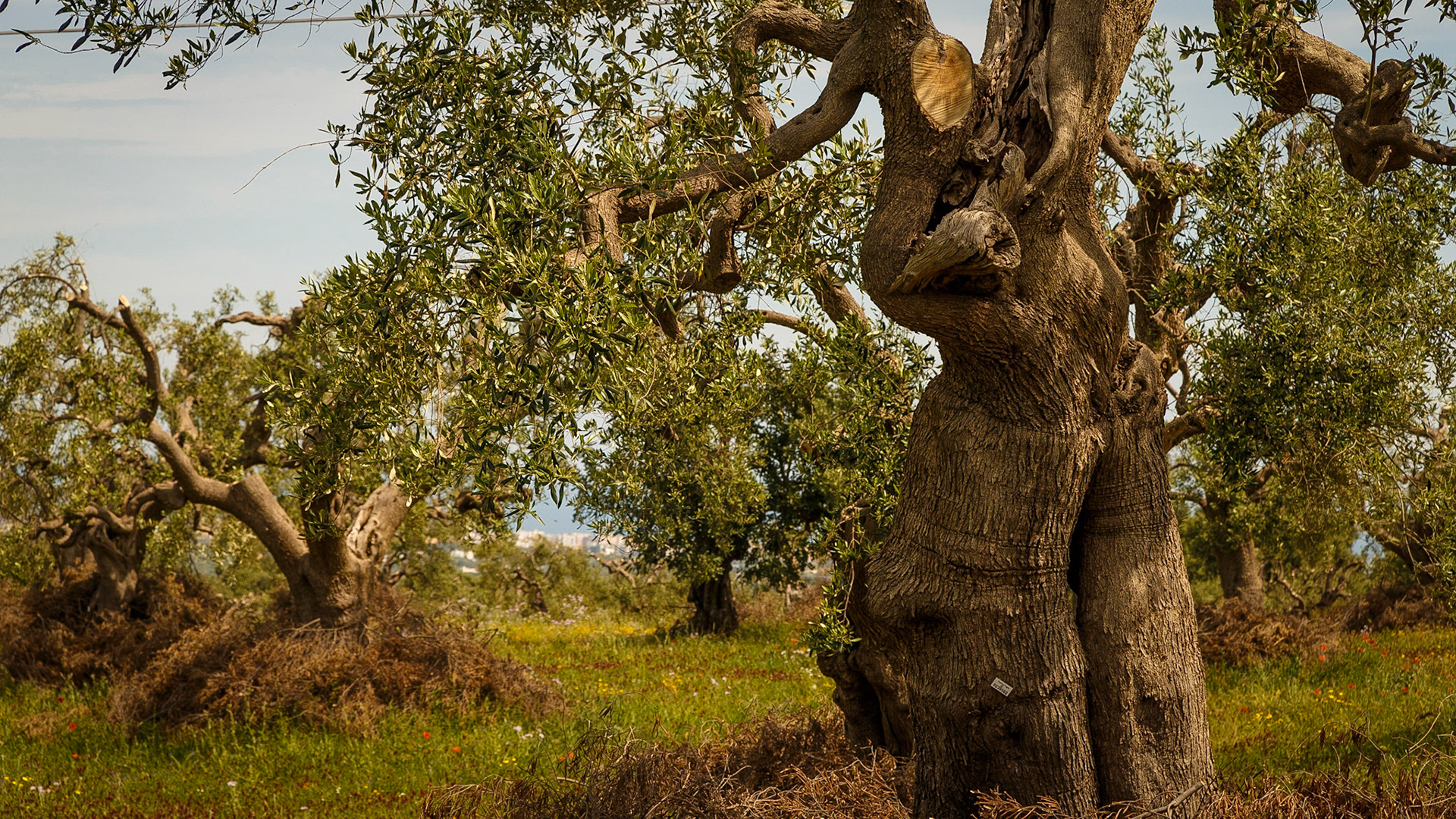 Gefunden bei Monopoli, Puglia, Italia.