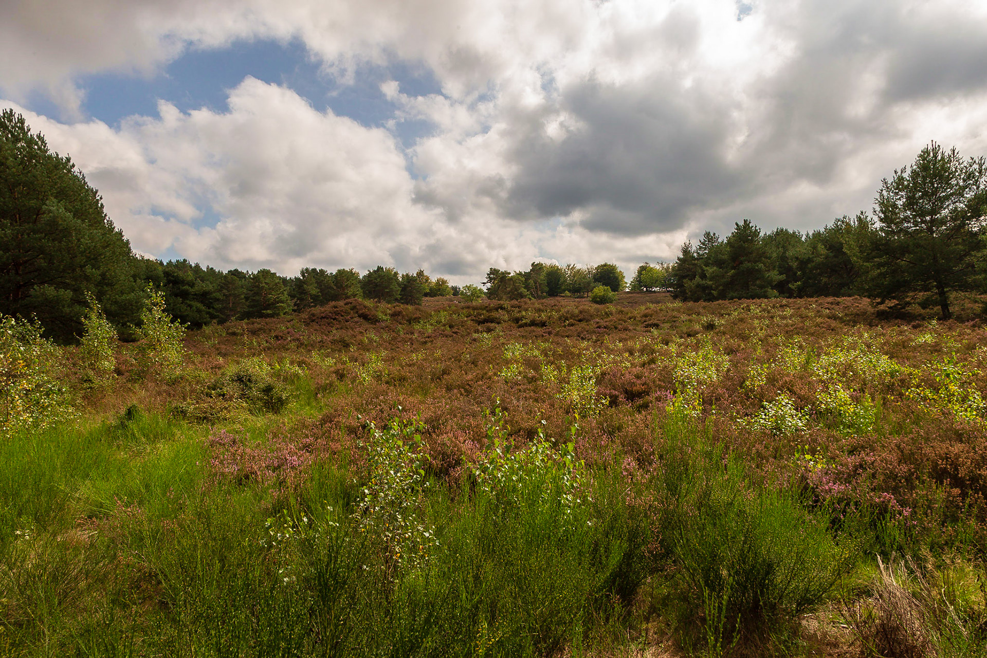Mehlinger Heide