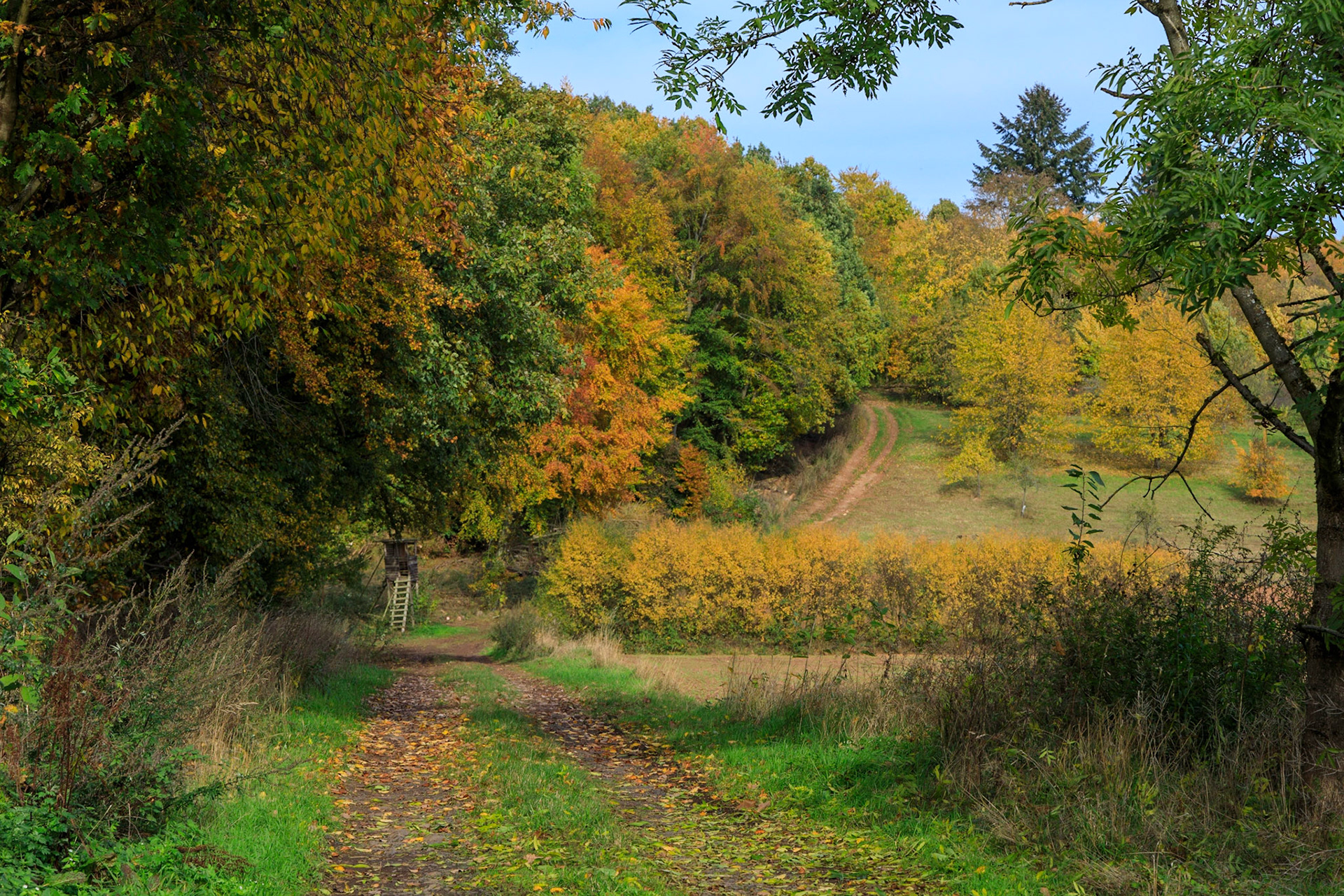 Fensteransicht aus unserem (Auto)Restaurant am Waldesrand beim Mittagessen zu Coronazeiten, auf dem Weg nach Büdingen.