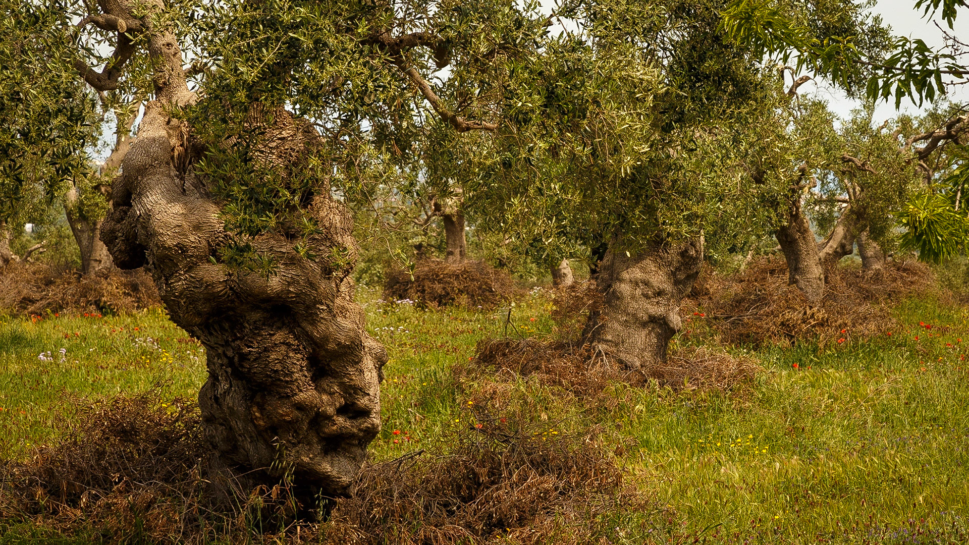 Gefunden bei Monopoli, Puglia, Italia.