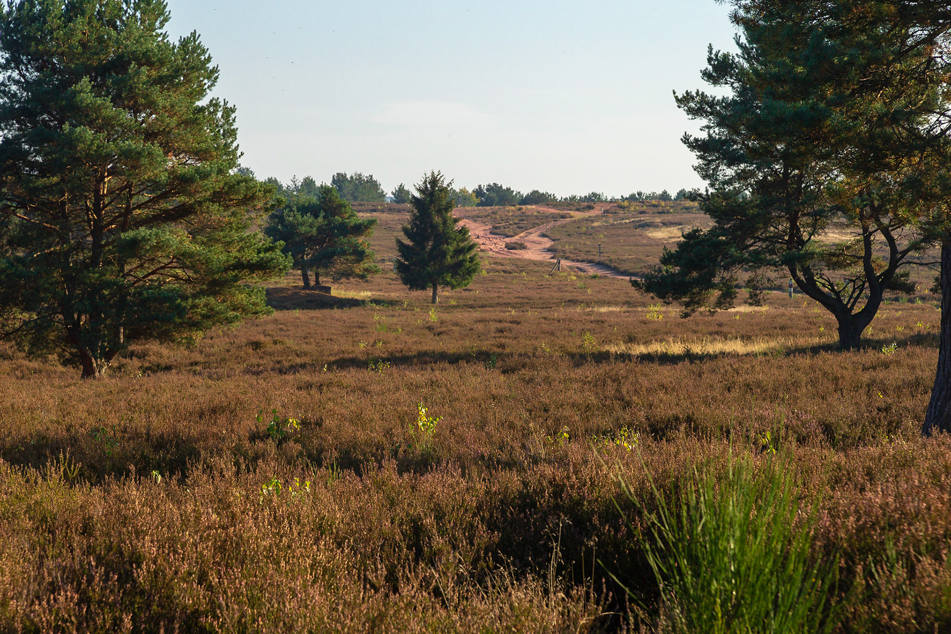 Mehlinger Heide