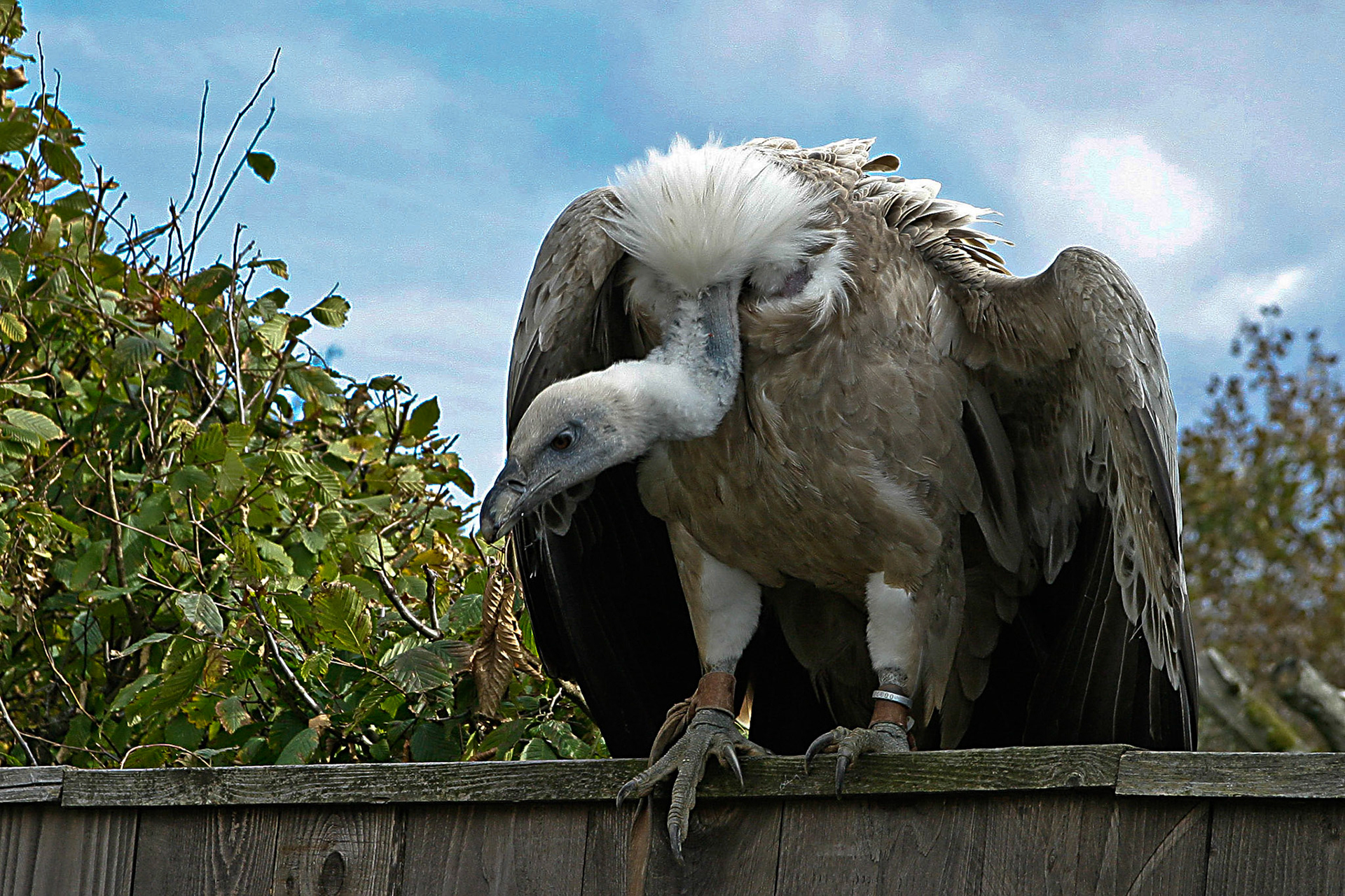 Adlerwarte auf dem Großen Feldberg im Taunus