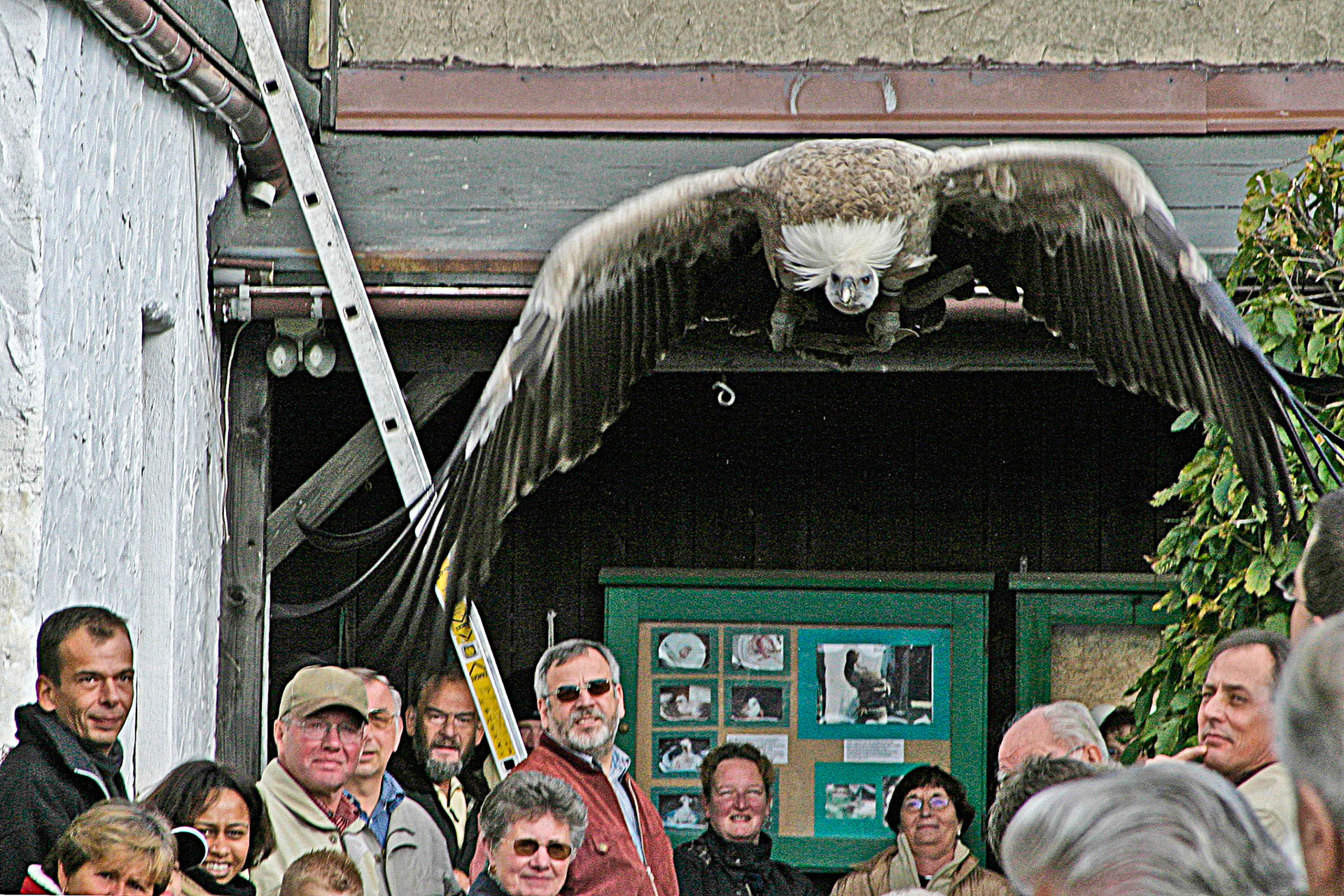 Adlerwarte auf dem Großen Feldberg im Taunus