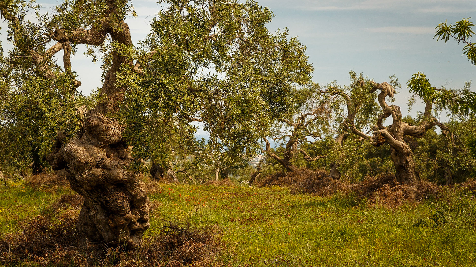 Gefunden bei Monopoli, Puglia, Italia.