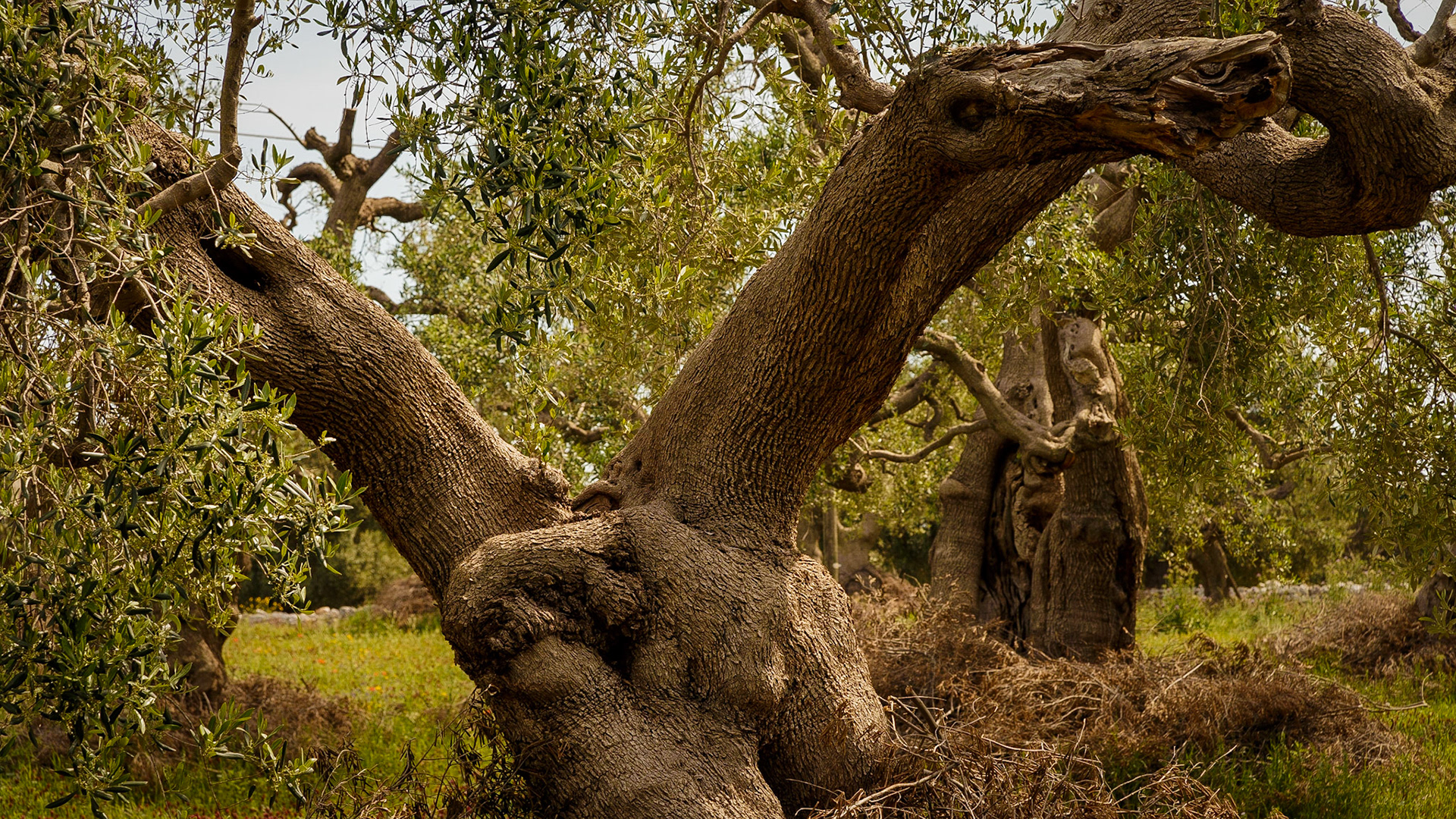 Gefunden bei Monopoli, Puglia, Italia.
