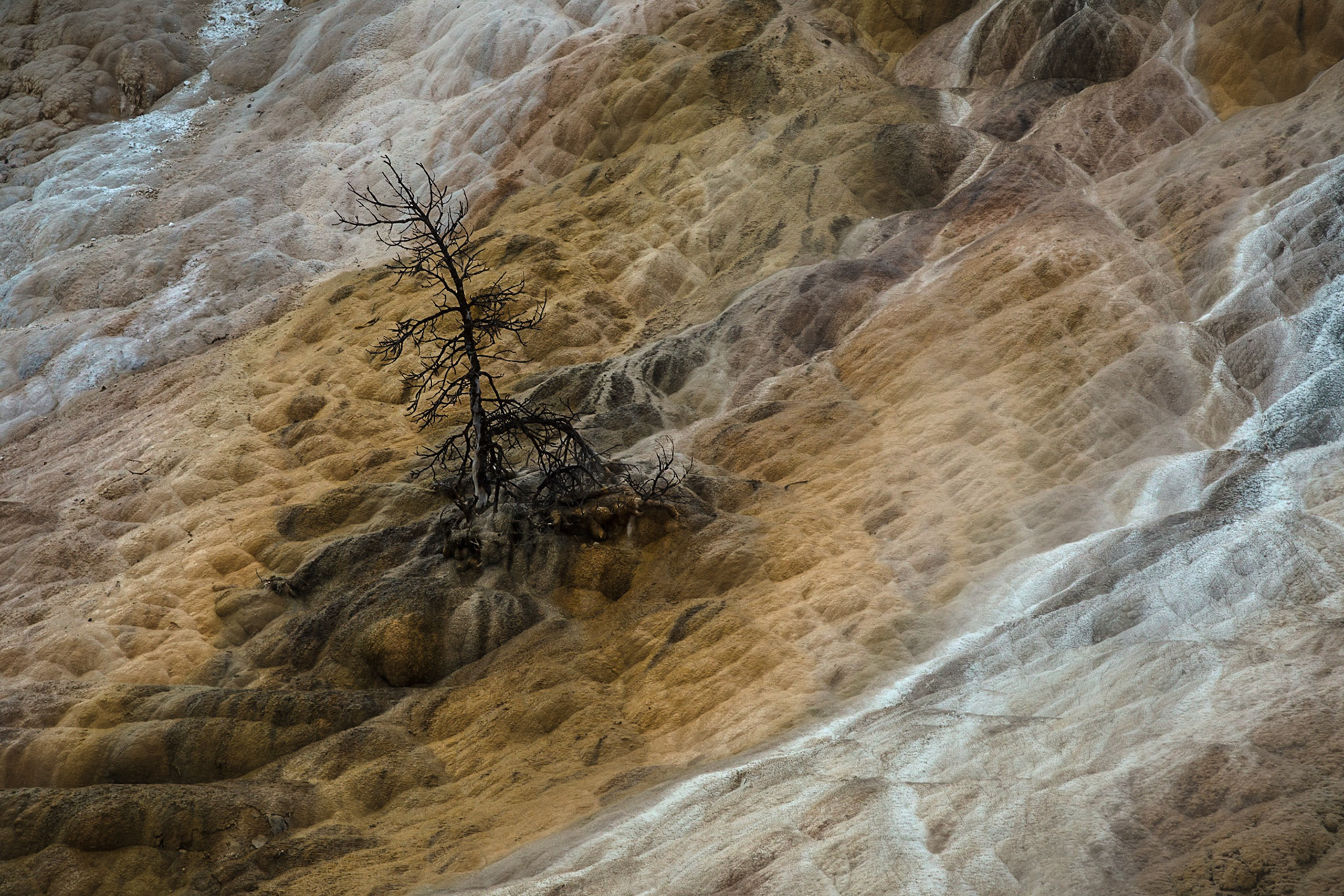 Mammoth Hot Springs