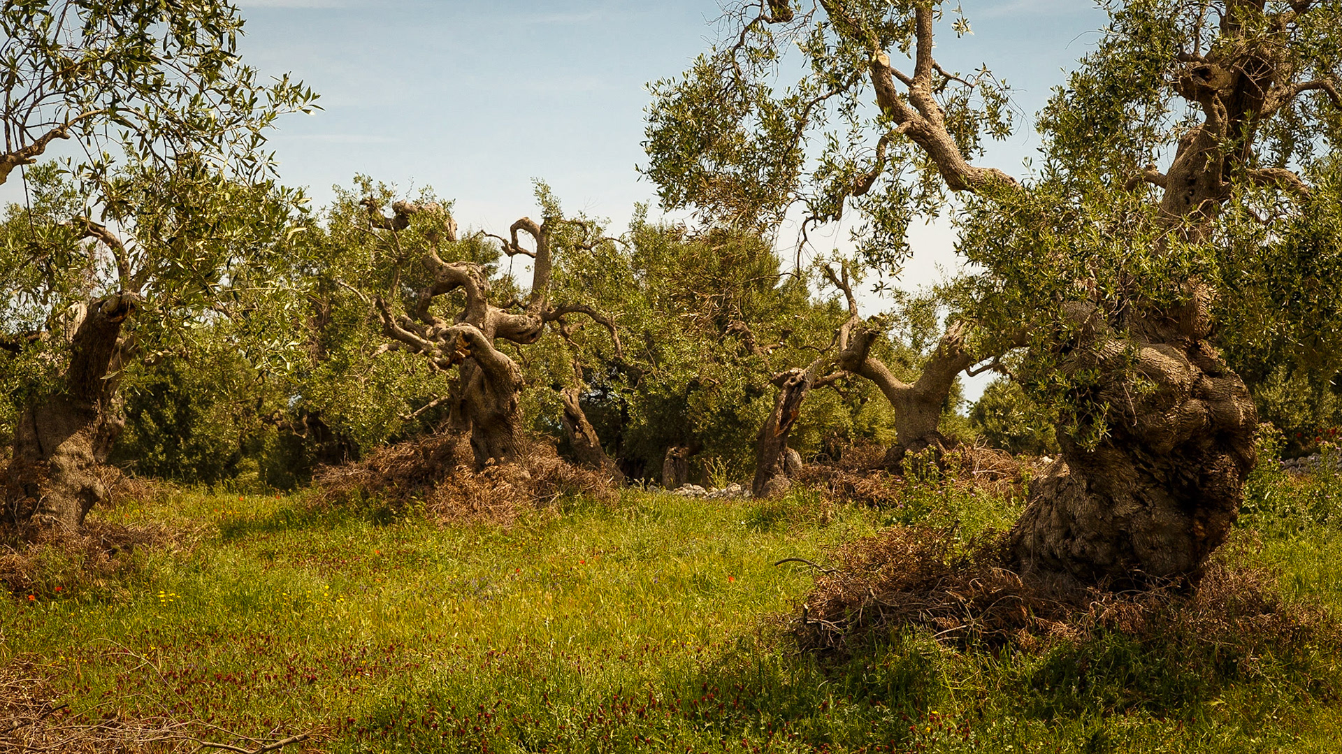Gefunden bei Monopoli, Puglia, Italia.