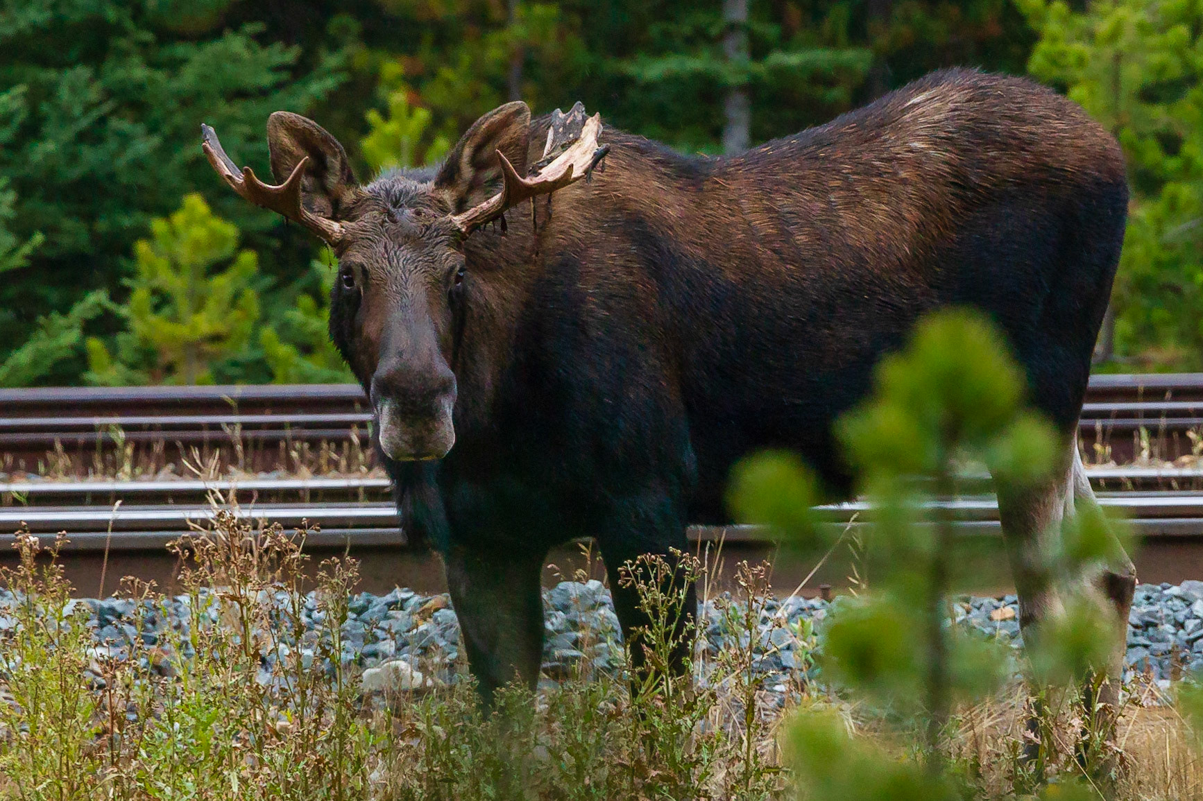 Ein Elch in der Dämmerung, in Kanada Moose genannt. Man sieht sie sehr selten.