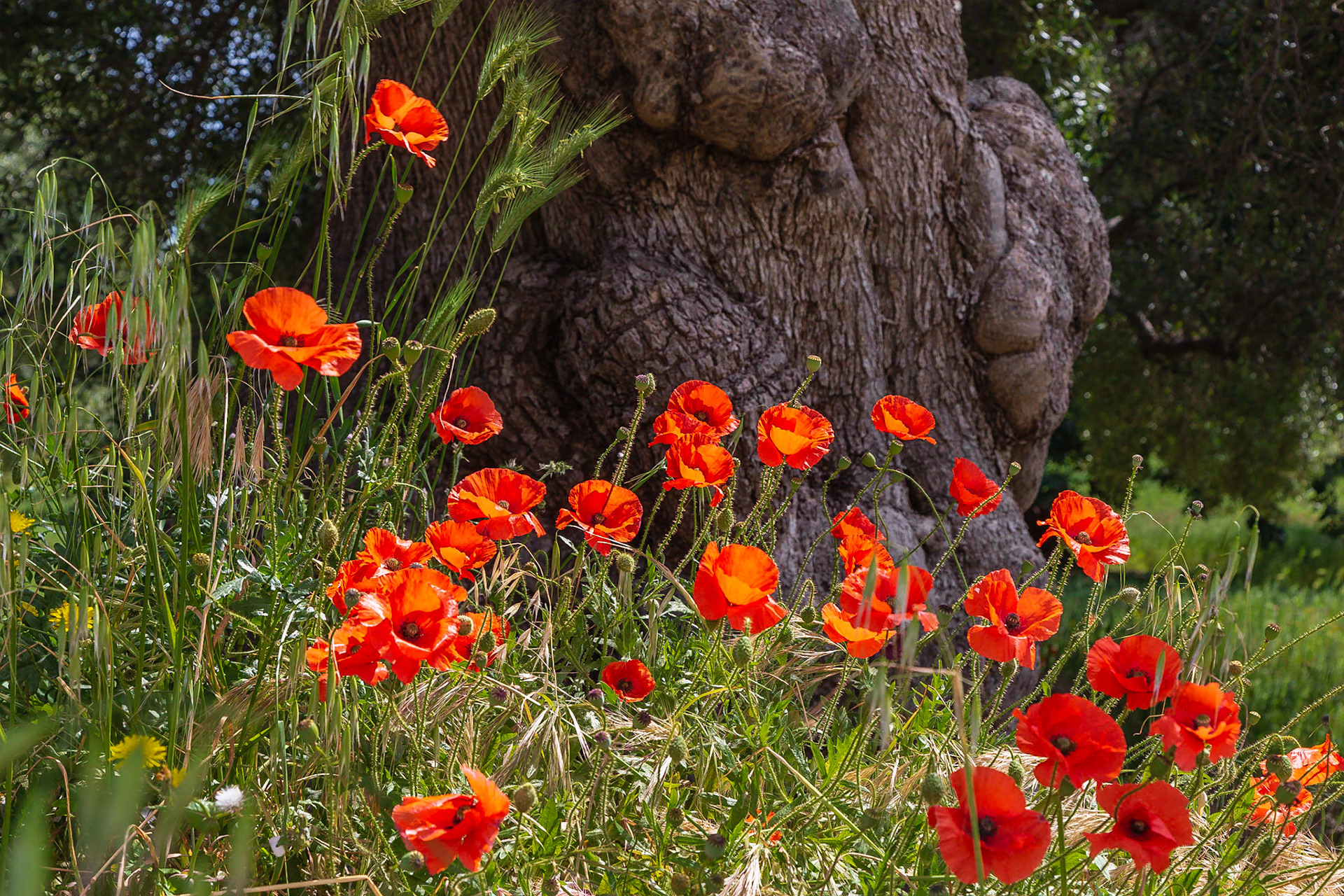Gefunden bei Monopoli, Puglia, Italia.