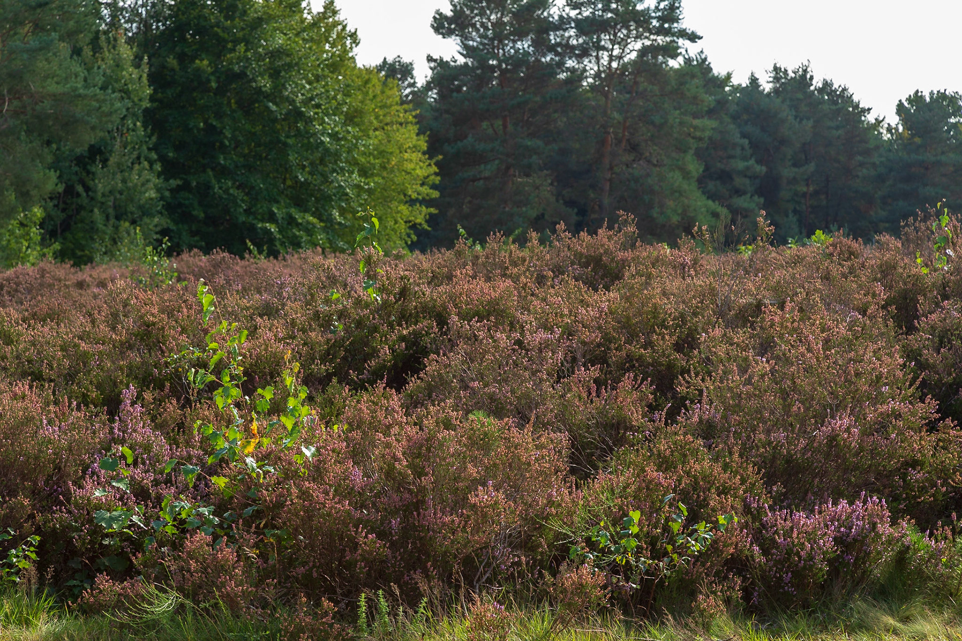 Mehlinger Heide