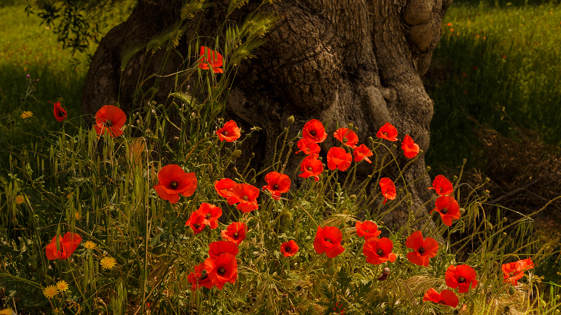 Gefunden bei Monopoli, Puglia, Italia.
