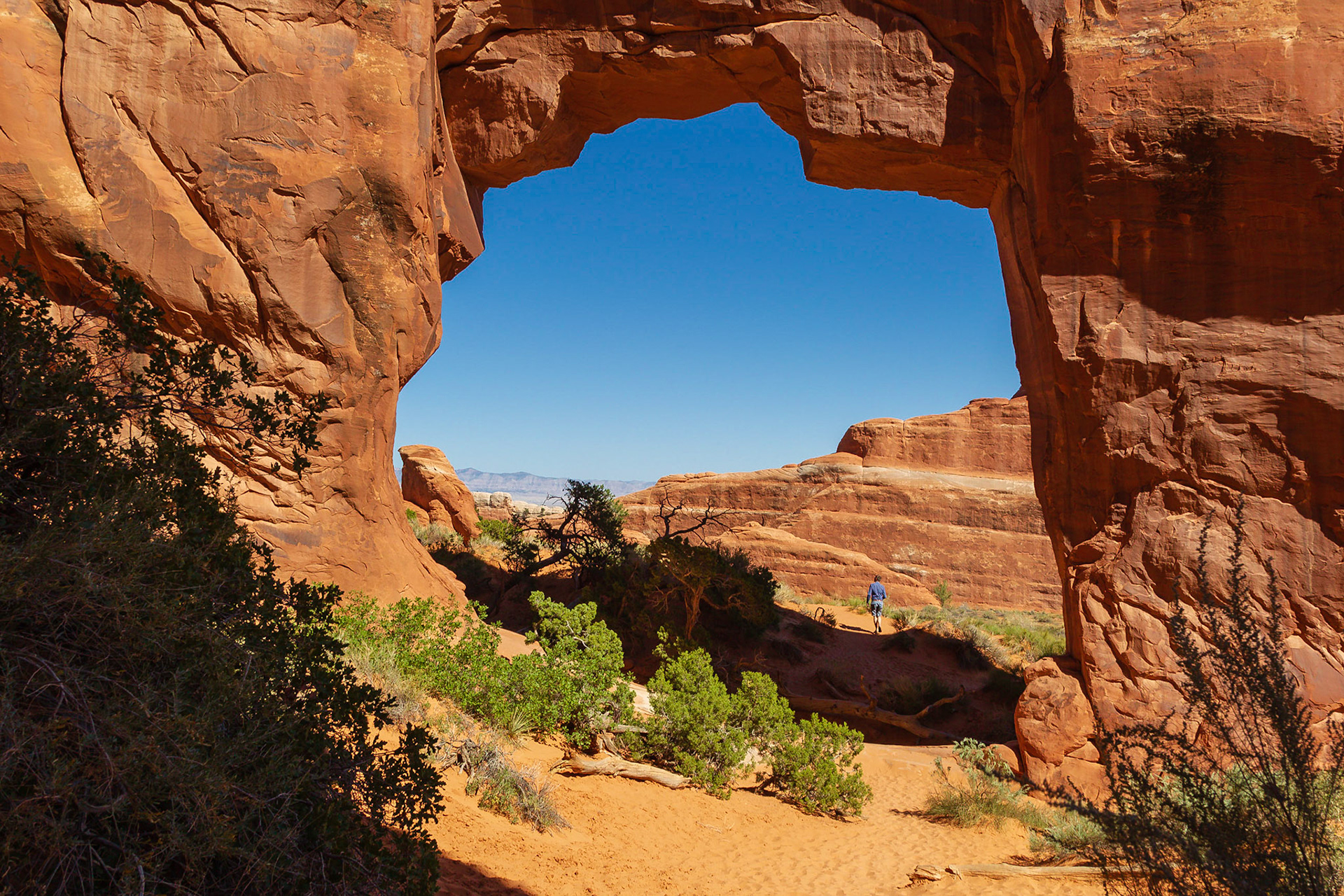 Pine Tree Arch