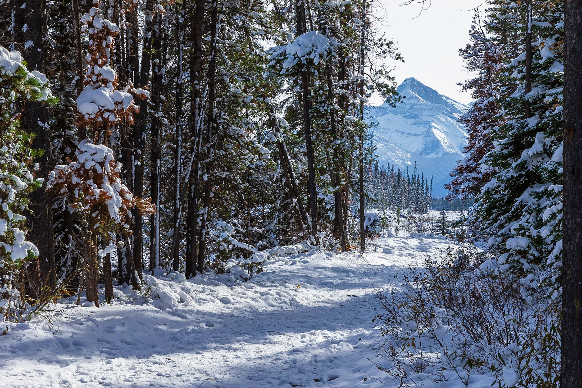 Athabasca Falls Canada West BC