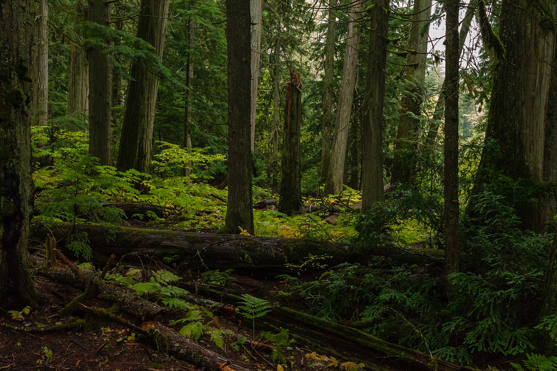 Mount Revelstoke National Park