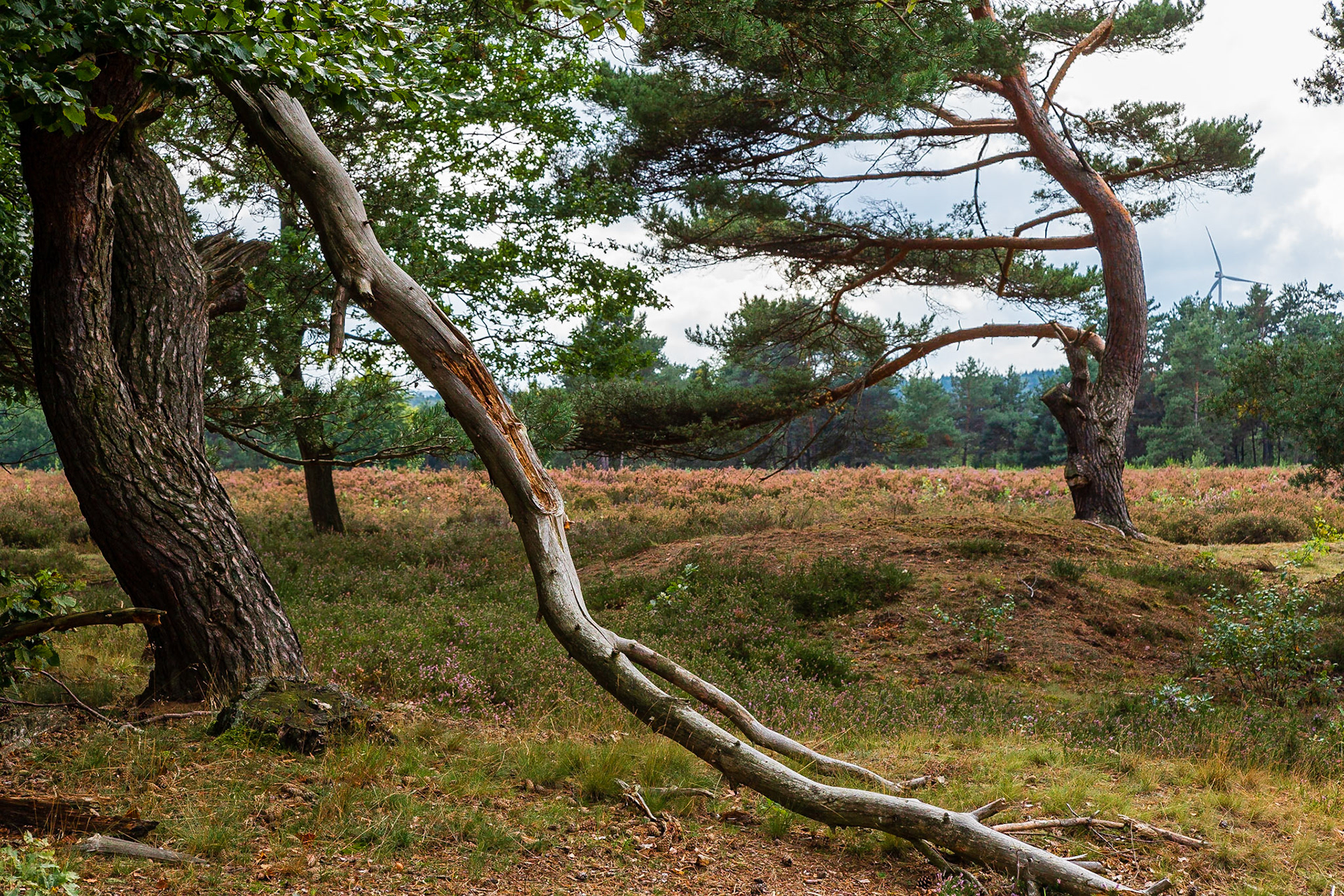 Mehlinger Heide