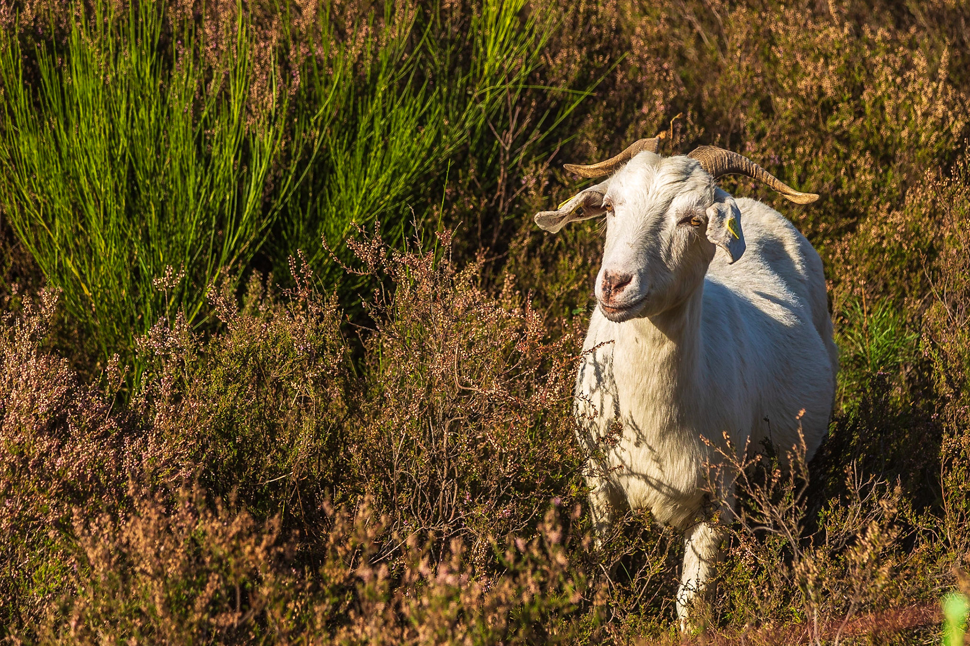 Glückliche Ziegen in der Mehlinger Heide